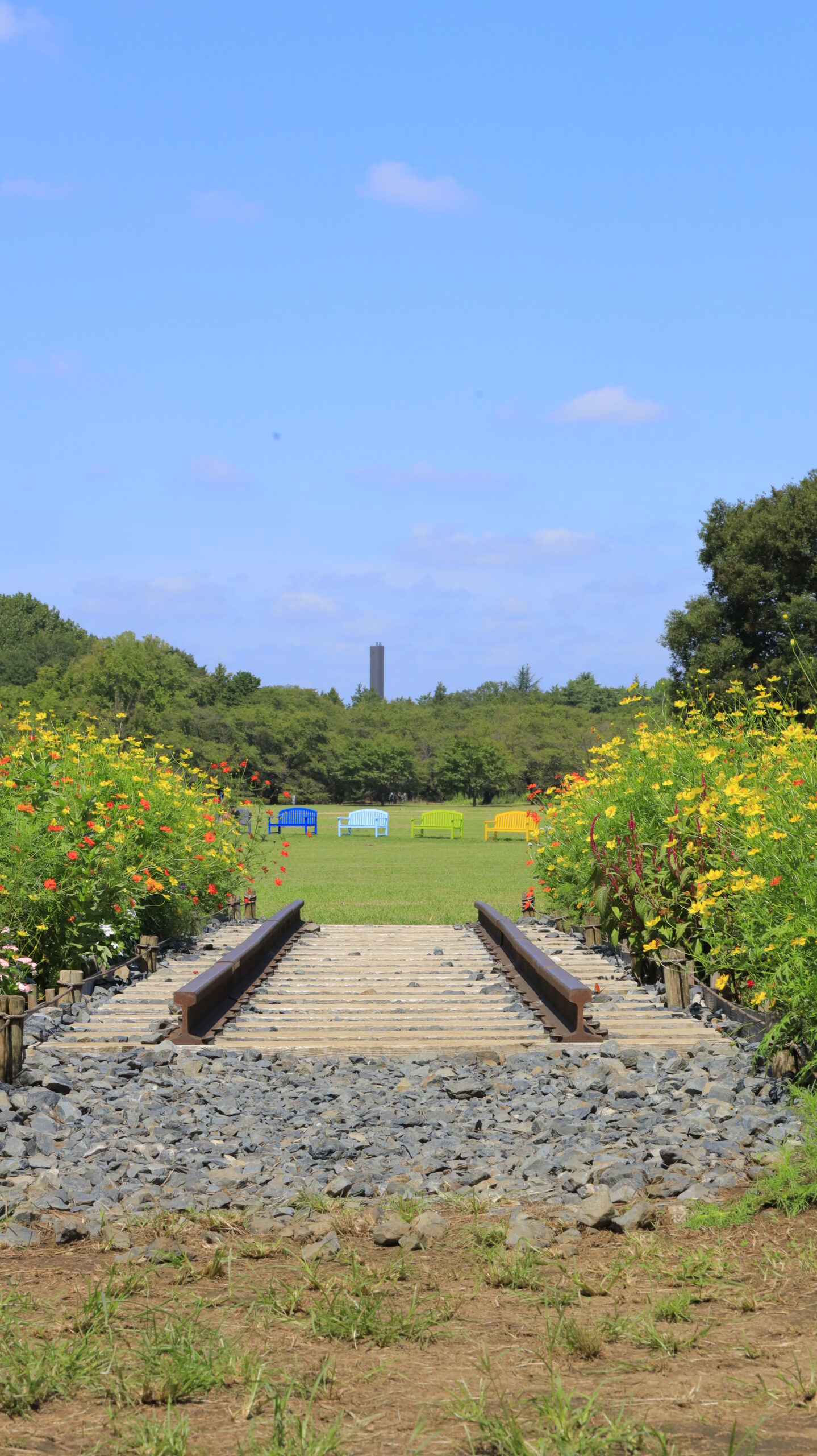 国営昭和記念公園のみんなの原っぱで撮影した、線路のオブジェと椅子のオブジェ、咲き誇るコスモス畑の風景