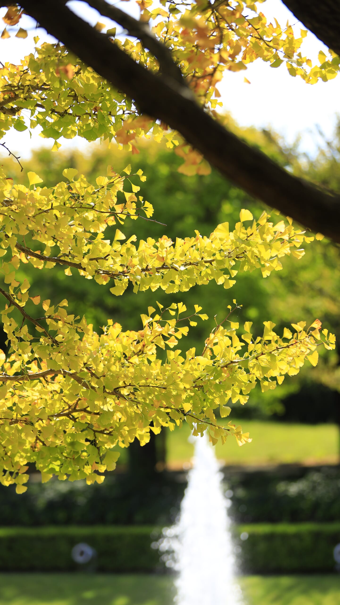 国営昭和記念公園のカナールで、黄金色に輝くイチョウの紅葉と、水が吹き上がる噴水を組み合わせた秋景色