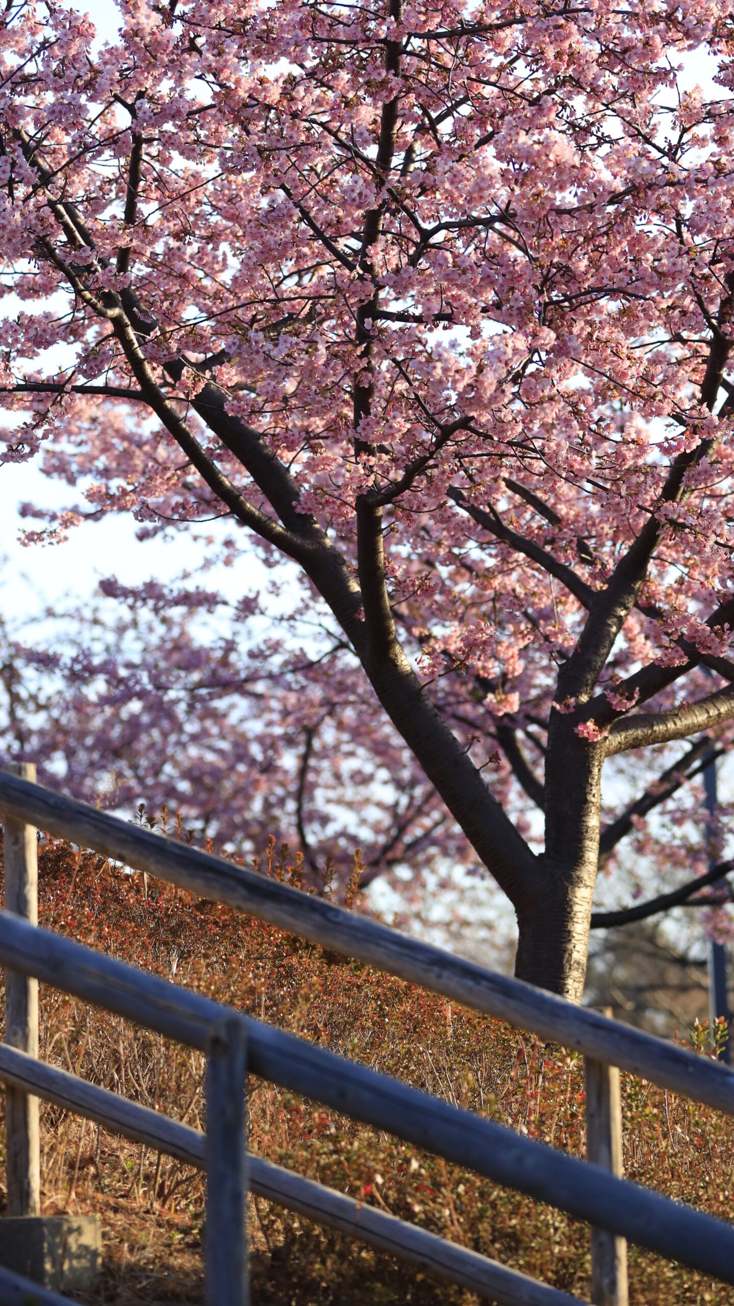 なぎさ公園で、小さな丘の階段の手すりと河津桜を組み合わせて撮影。公園の風景と春の彩りを同時に楽しめる構図。
