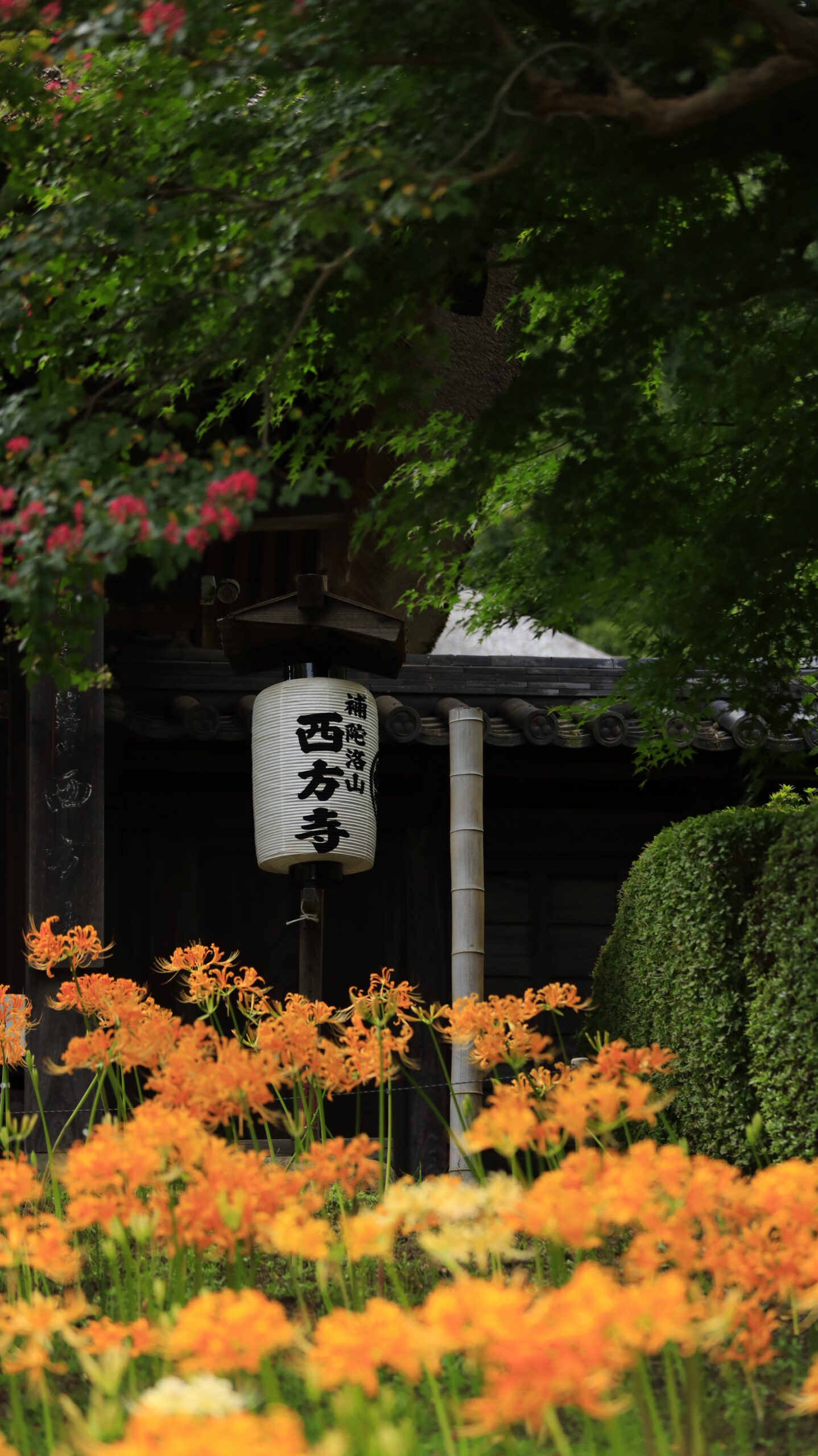 西方寺(横浜)で、オレンジ色の彼岸花と提灯、サルスベリの花を撮影