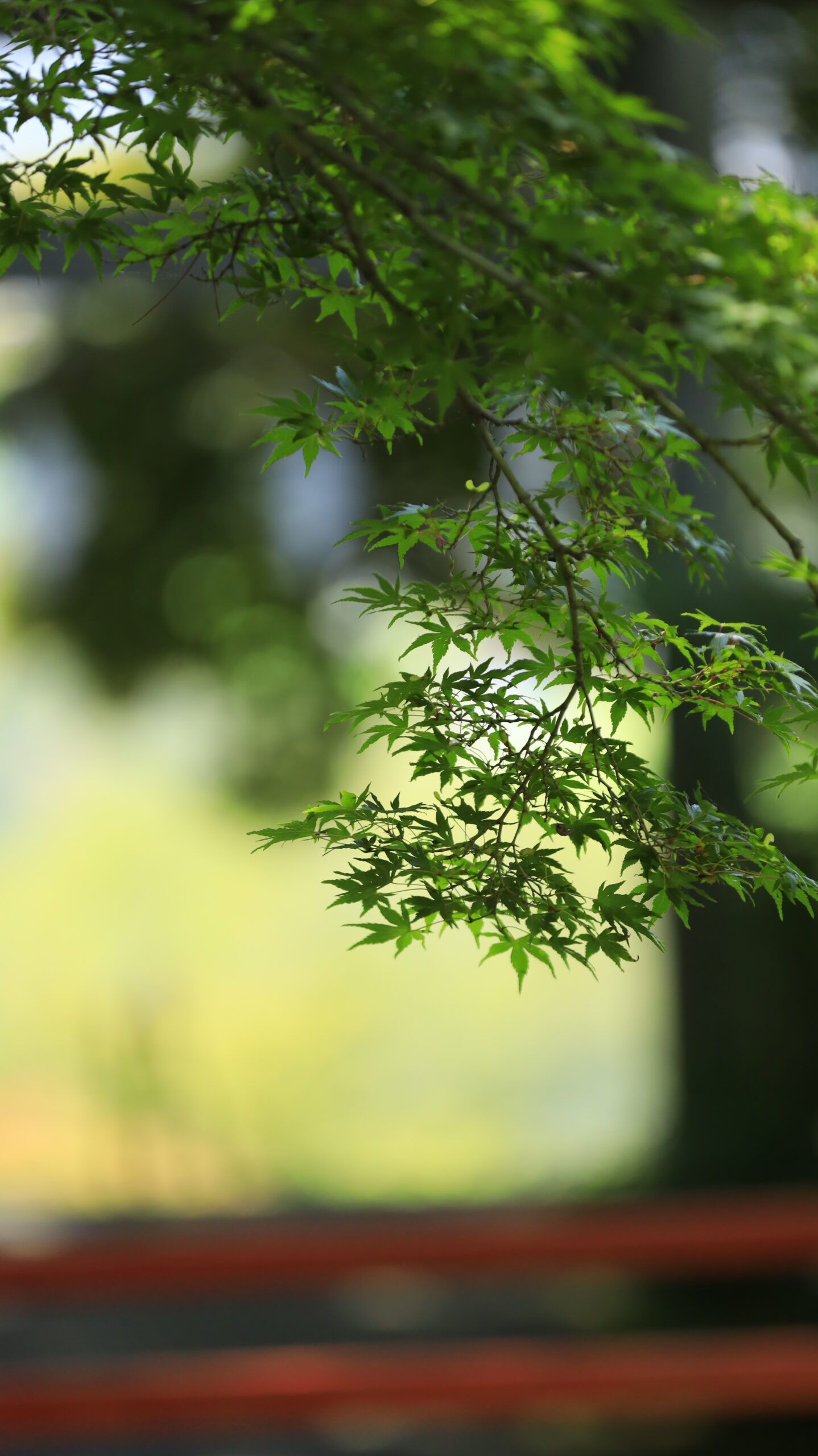 唐沢山神社の境内を彩る美しい青もみじ