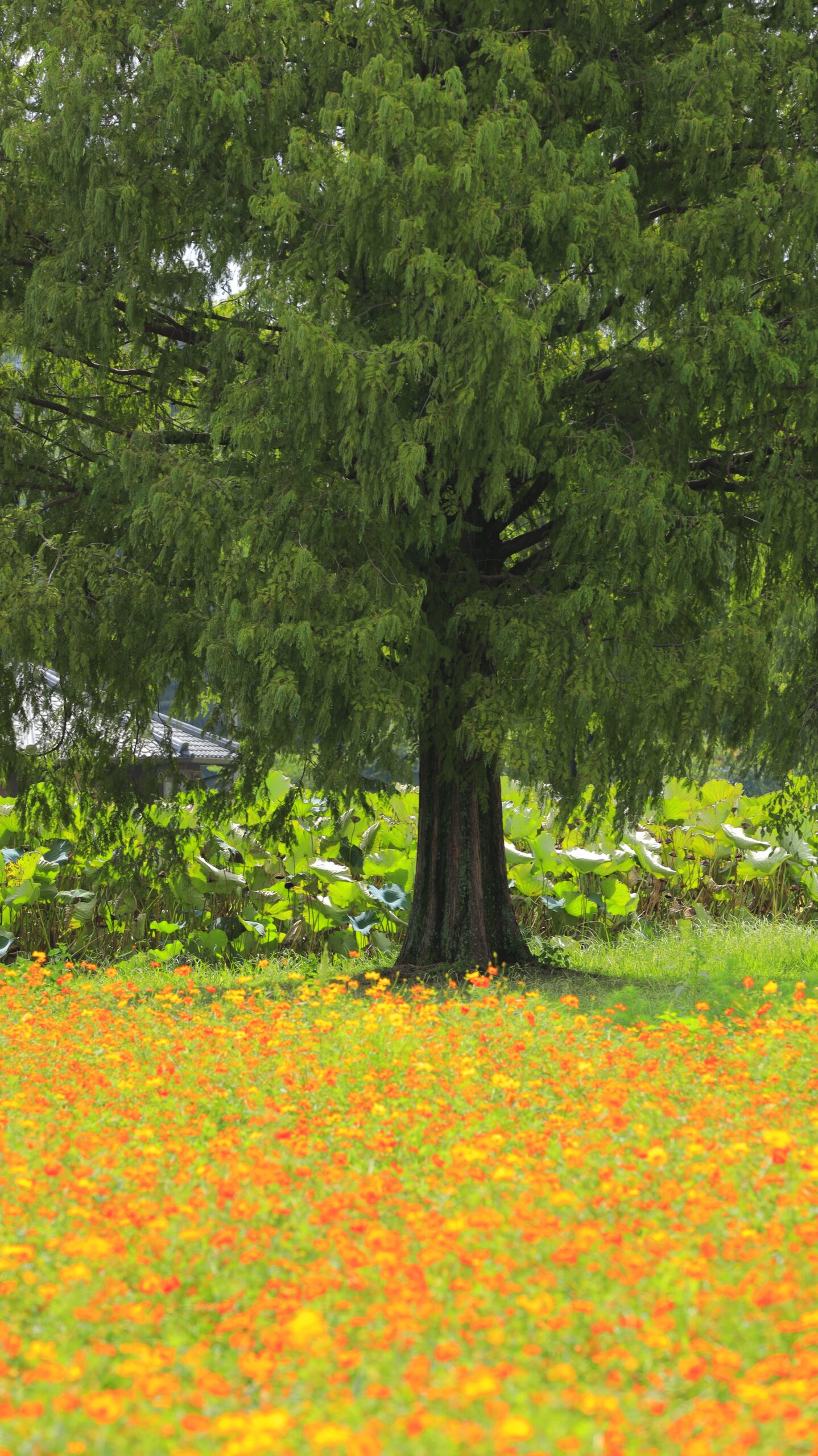 あけぼの山農業公園のキバナコスモス畑から、遠くに立つメタセコイアの木を撮影した公園らしい広々とした風景写真