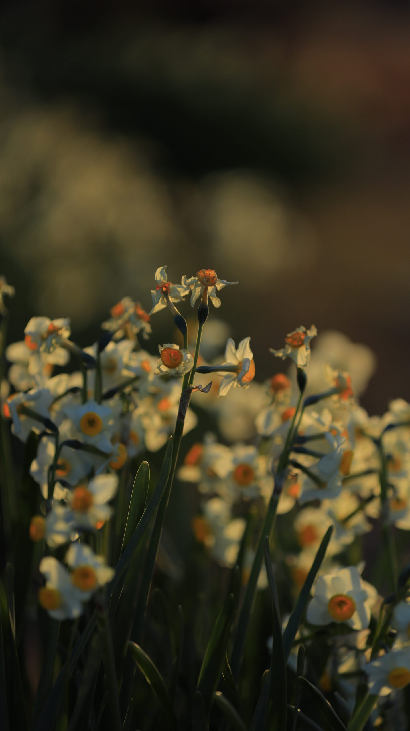 葛西臨海公園で、午前中の早い時間帯にやわらかな朝日を浴びて咲く水仙の花の様子を捉えた写真です。