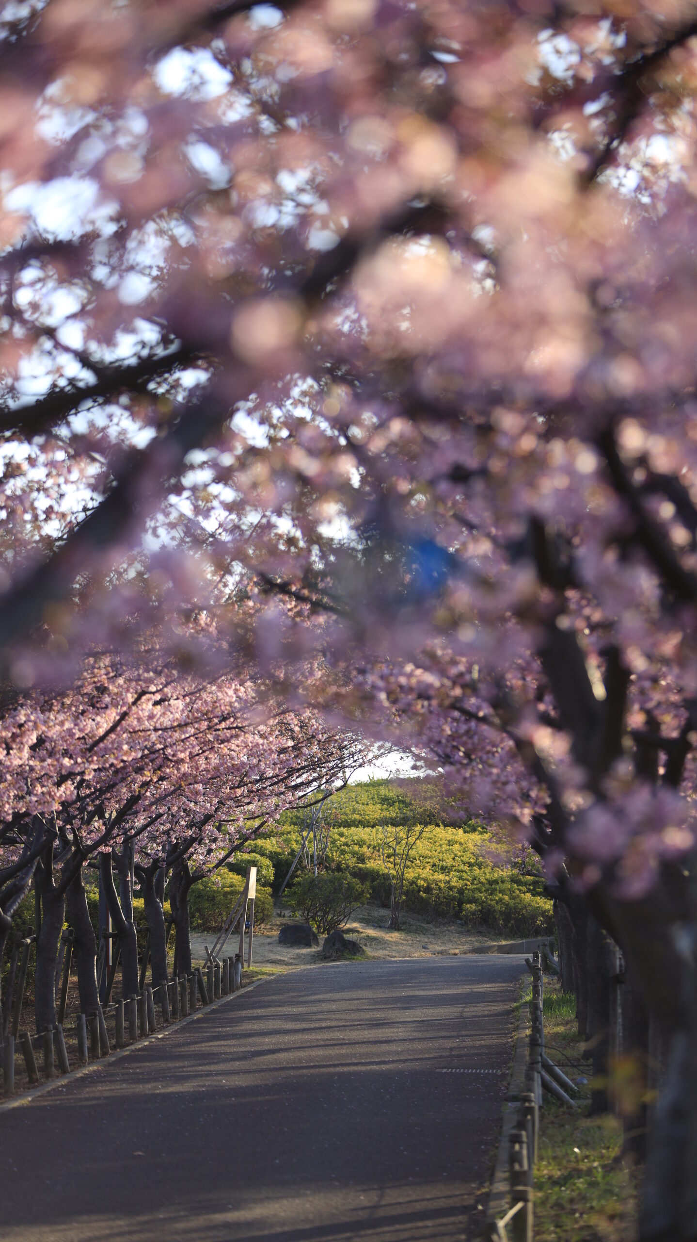 なぎさ公園で、逆光の中、河津桜のトンネルを斜めのアングルから撮影。光が差し込む幻想的な桜の景色。
