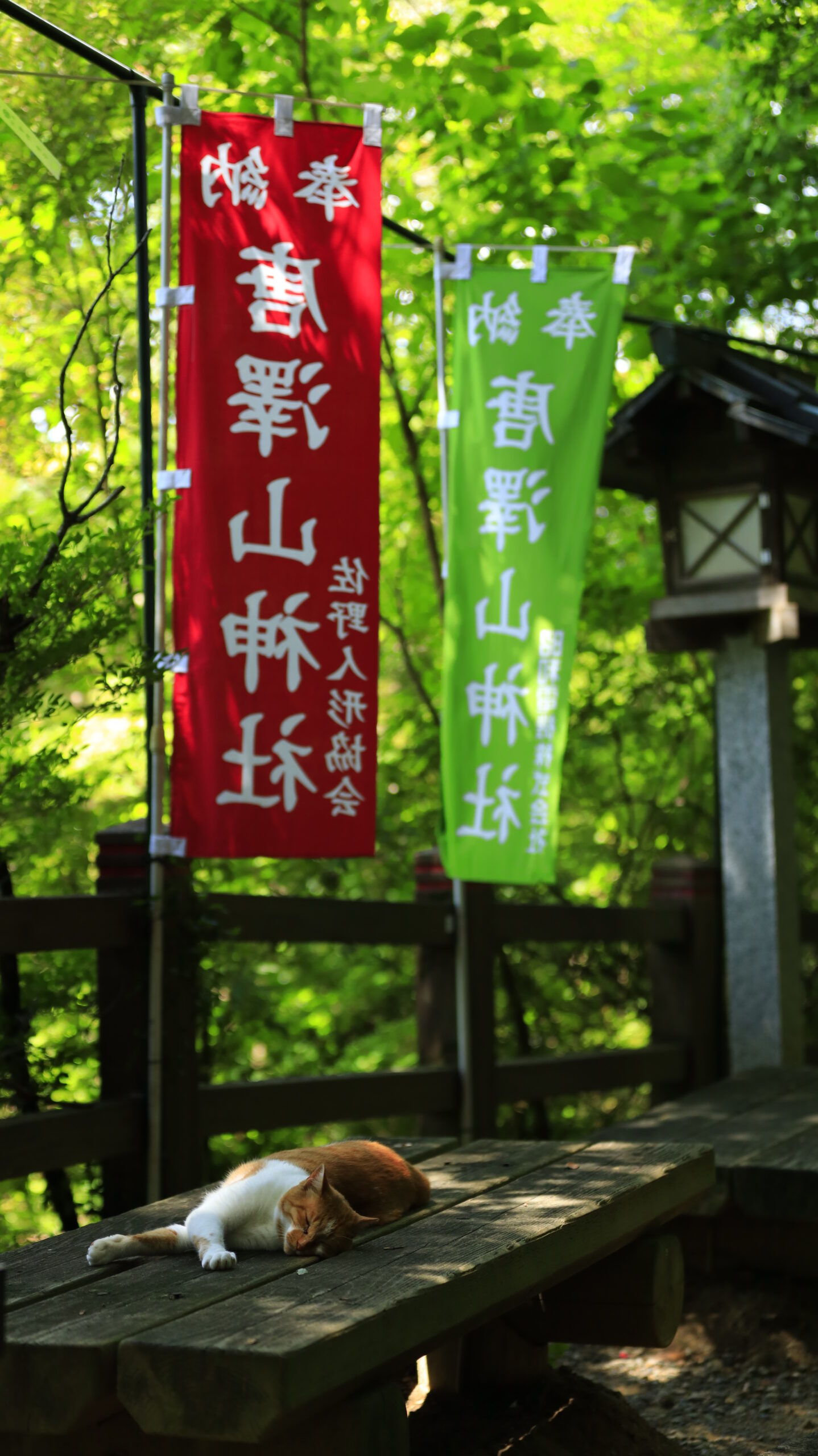 唐沢山神社ののぼり旗の下にあるベンチでお昼寝する猫