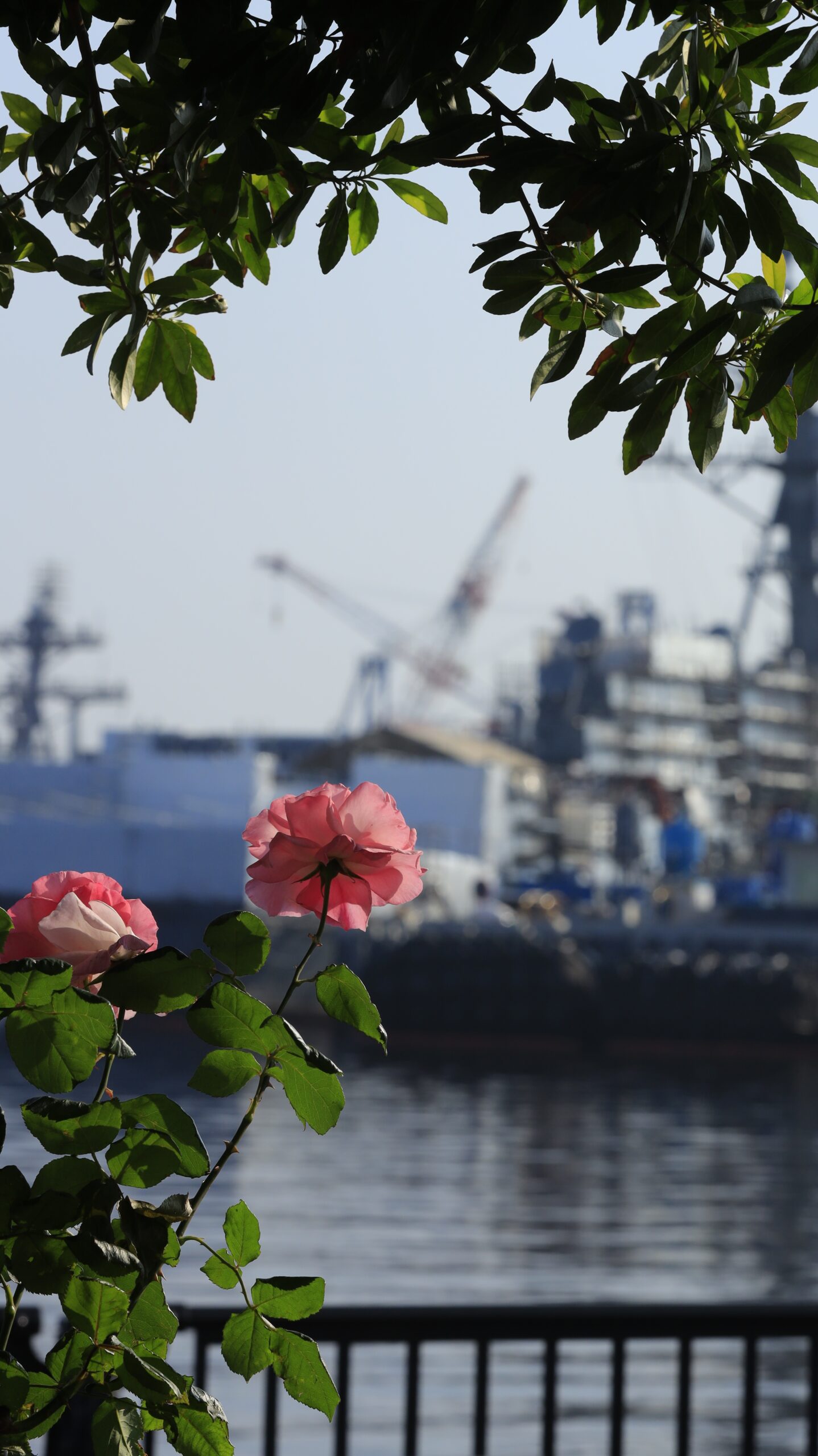 ヴェルニー公園の薔薇を背面から捉え、遠くに見える軍艦とともに写した横須賀らしい風景写真