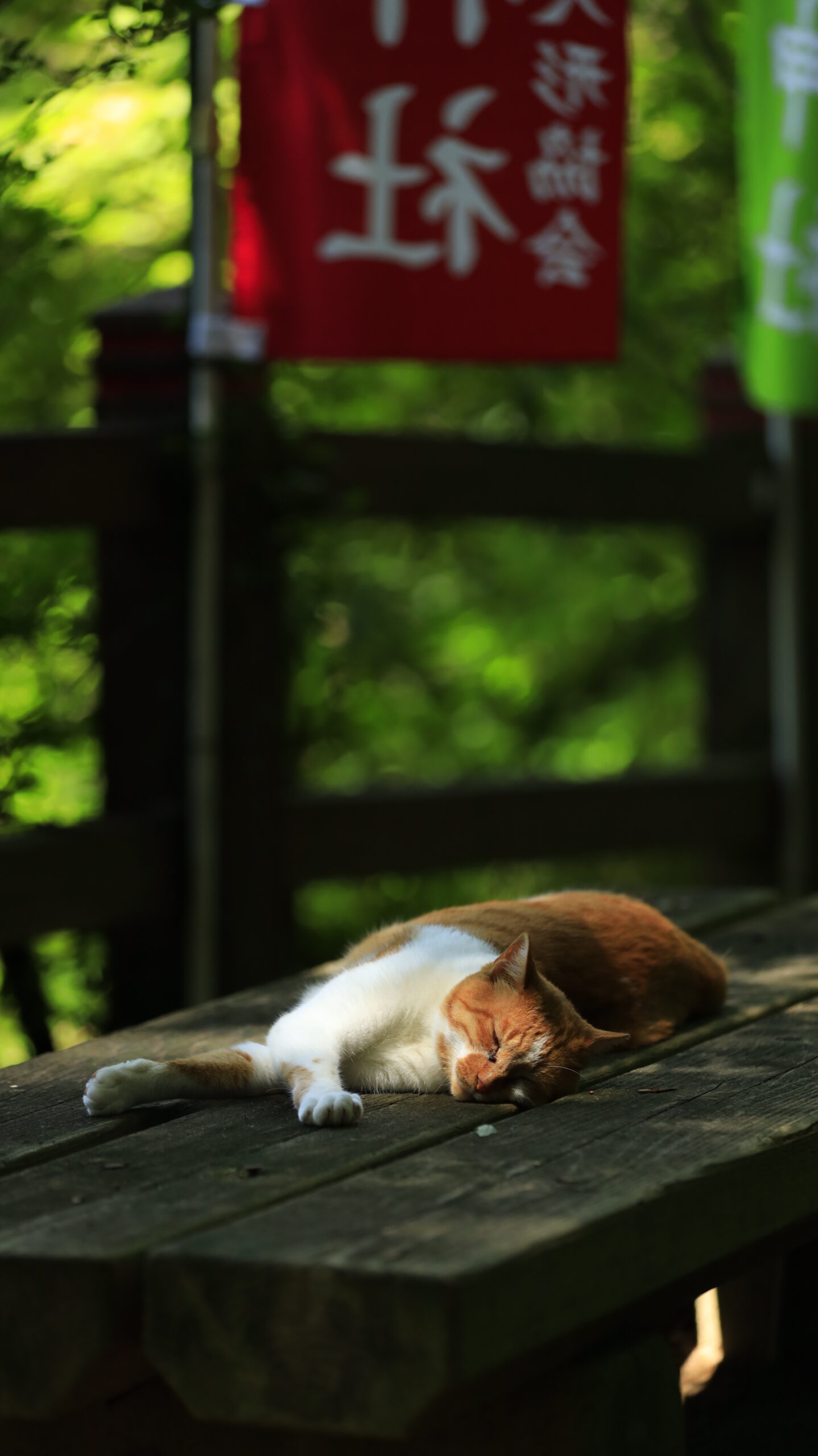 唐沢山神社で近くから撮影したお昼寝中の可愛い猫