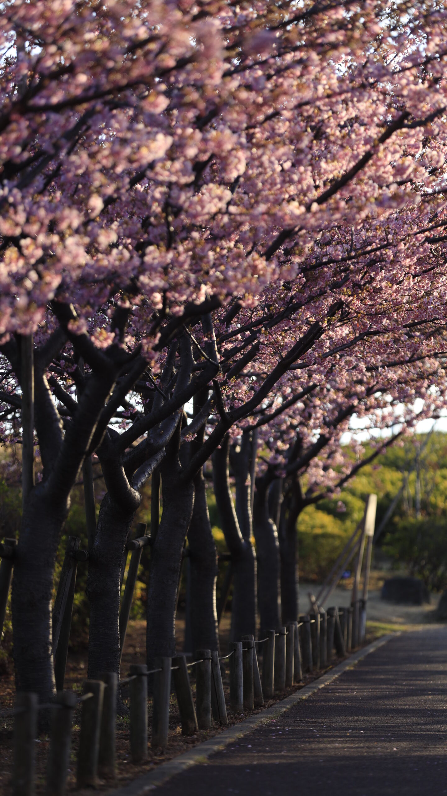 なぎさ公園で、逆光で片側の河津桜並木を撮影。花びらの透け感と立体感を強調。