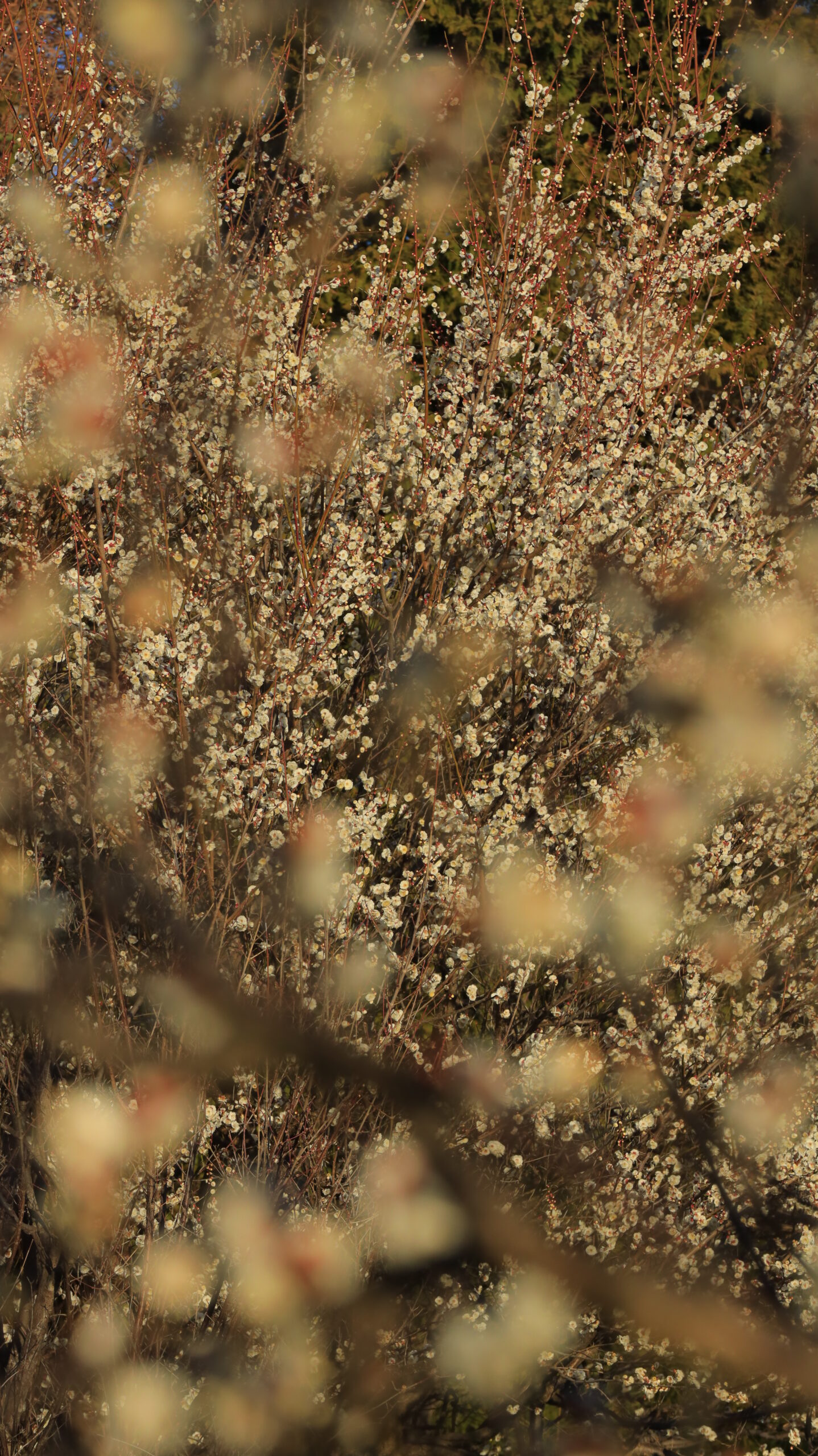 葛西臨海公園で、園内に咲き誇る満開の梅の花を季節の訪れを感じながら撮影した写真です。