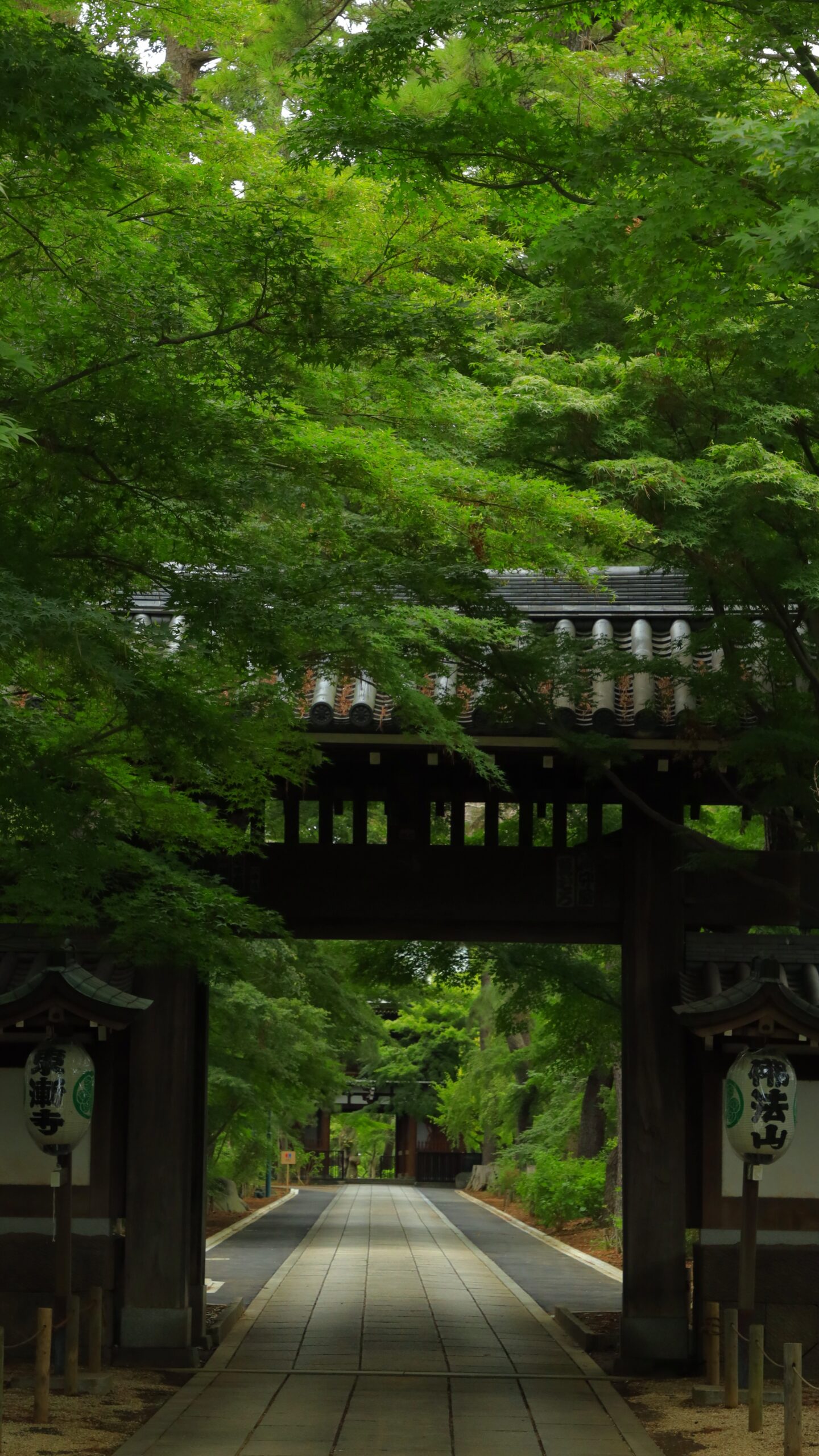 千葉県の東漸寺の入り口付近にある門を撮影し、深い緑を暗めに表現して厳かな雰囲気を強調した写真