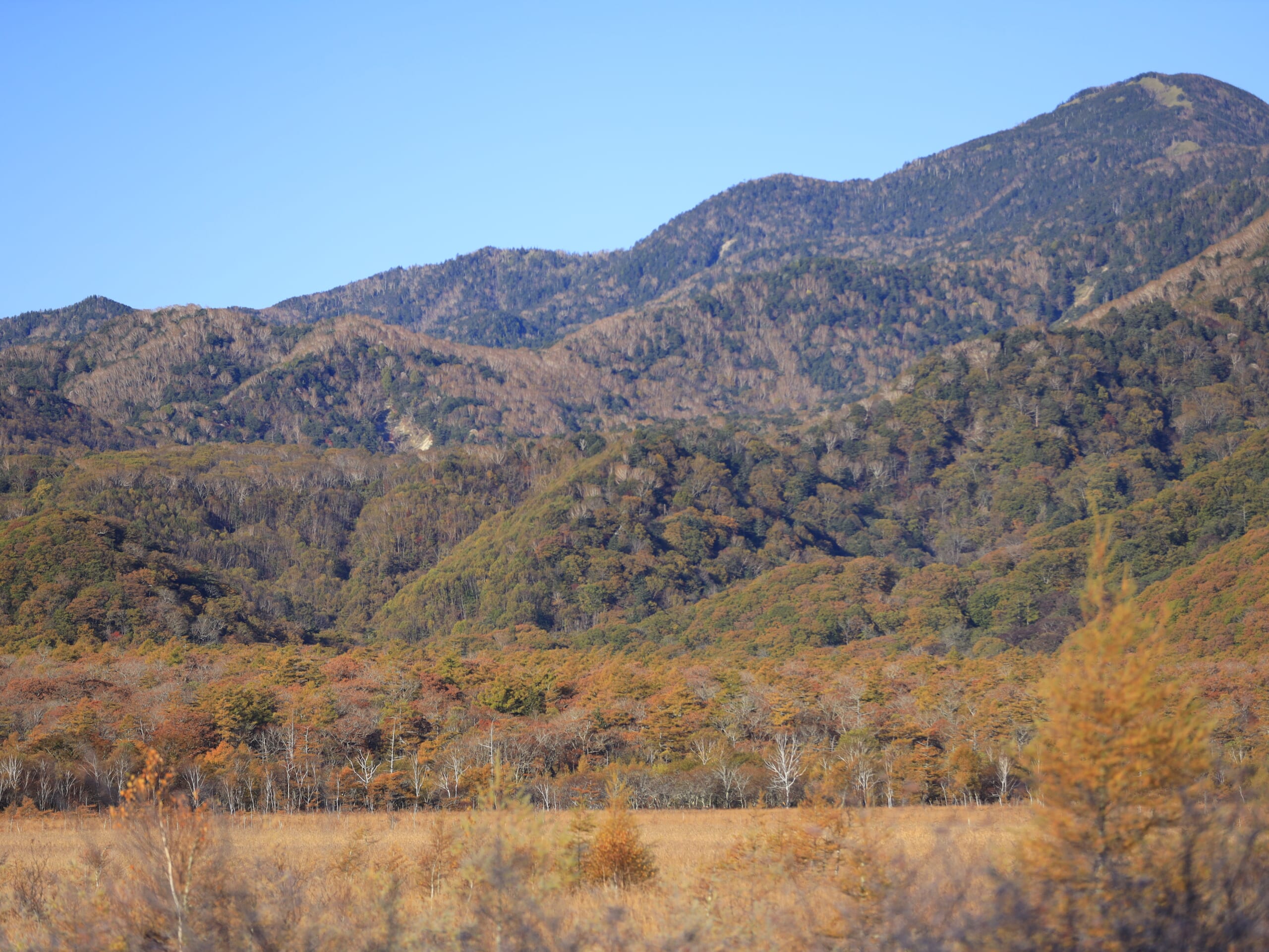 奥日光の戦場ヶ原で、紅葉した広大な湿原と遠くに連なる山々を、横構図で捉えた秋の自然風景