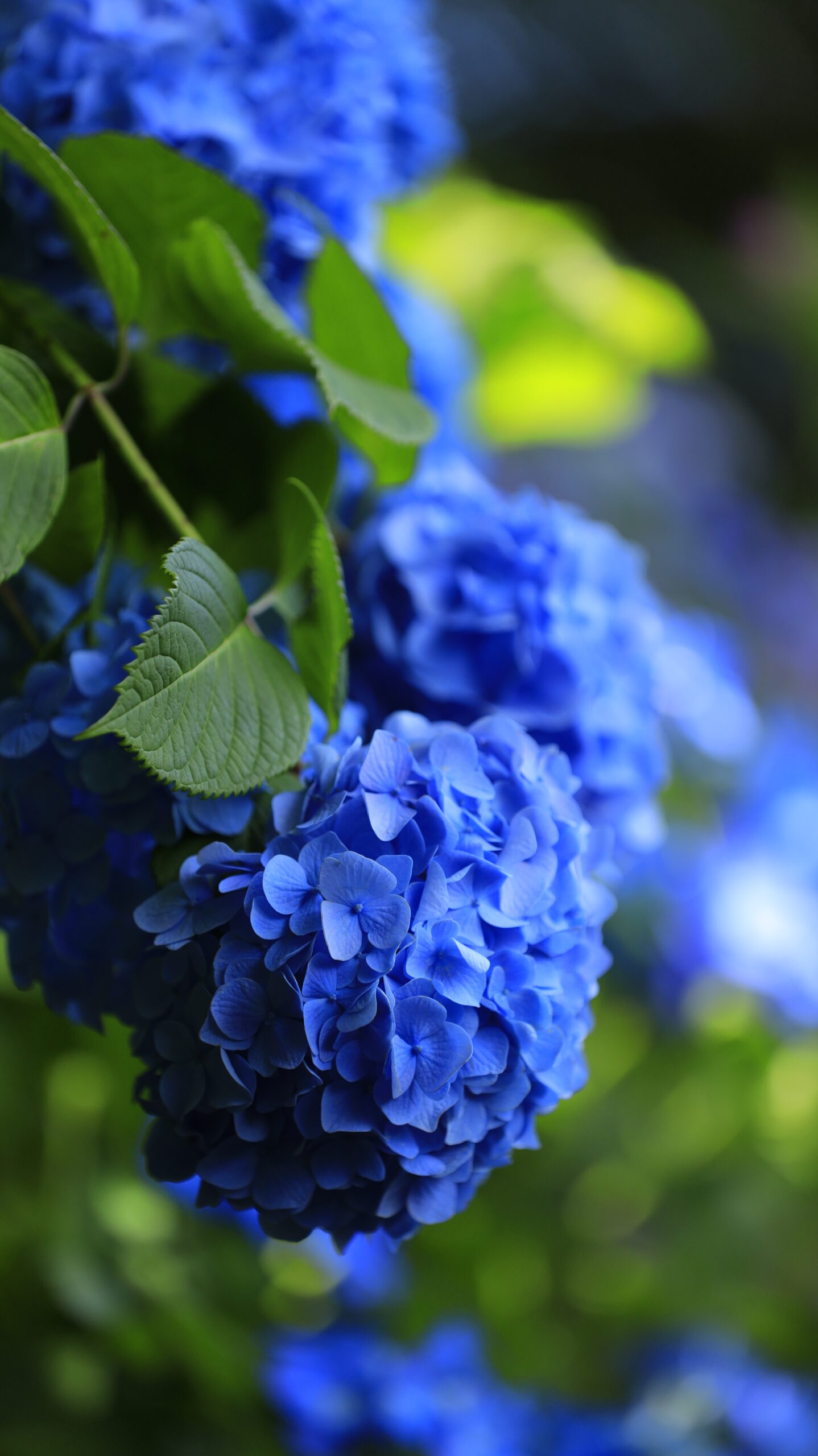 長谷寺のローアングルで見る青い紫陽花