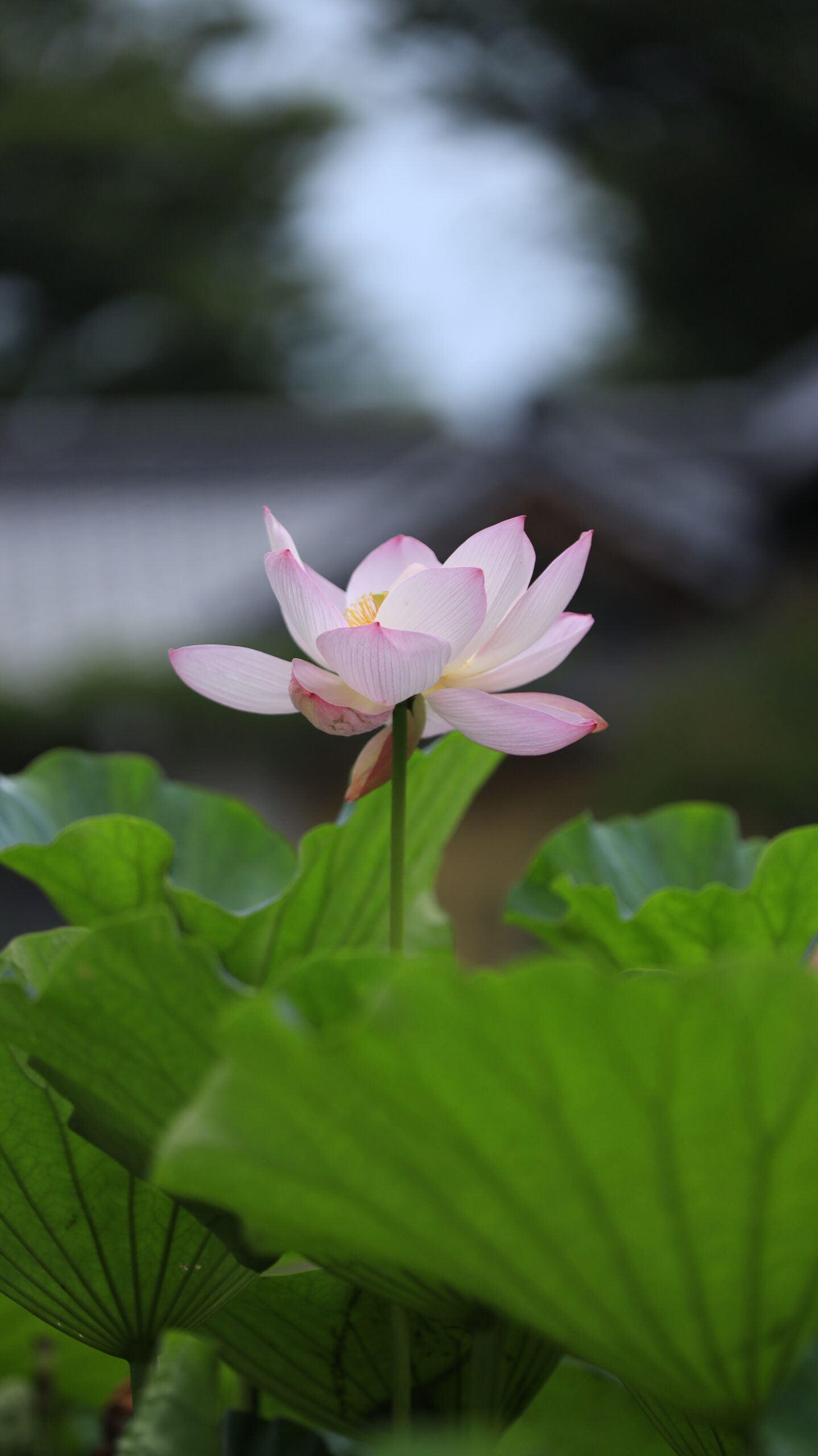 善長寺で咲く蓮の花にわずかな光が差し込む静かな風景
