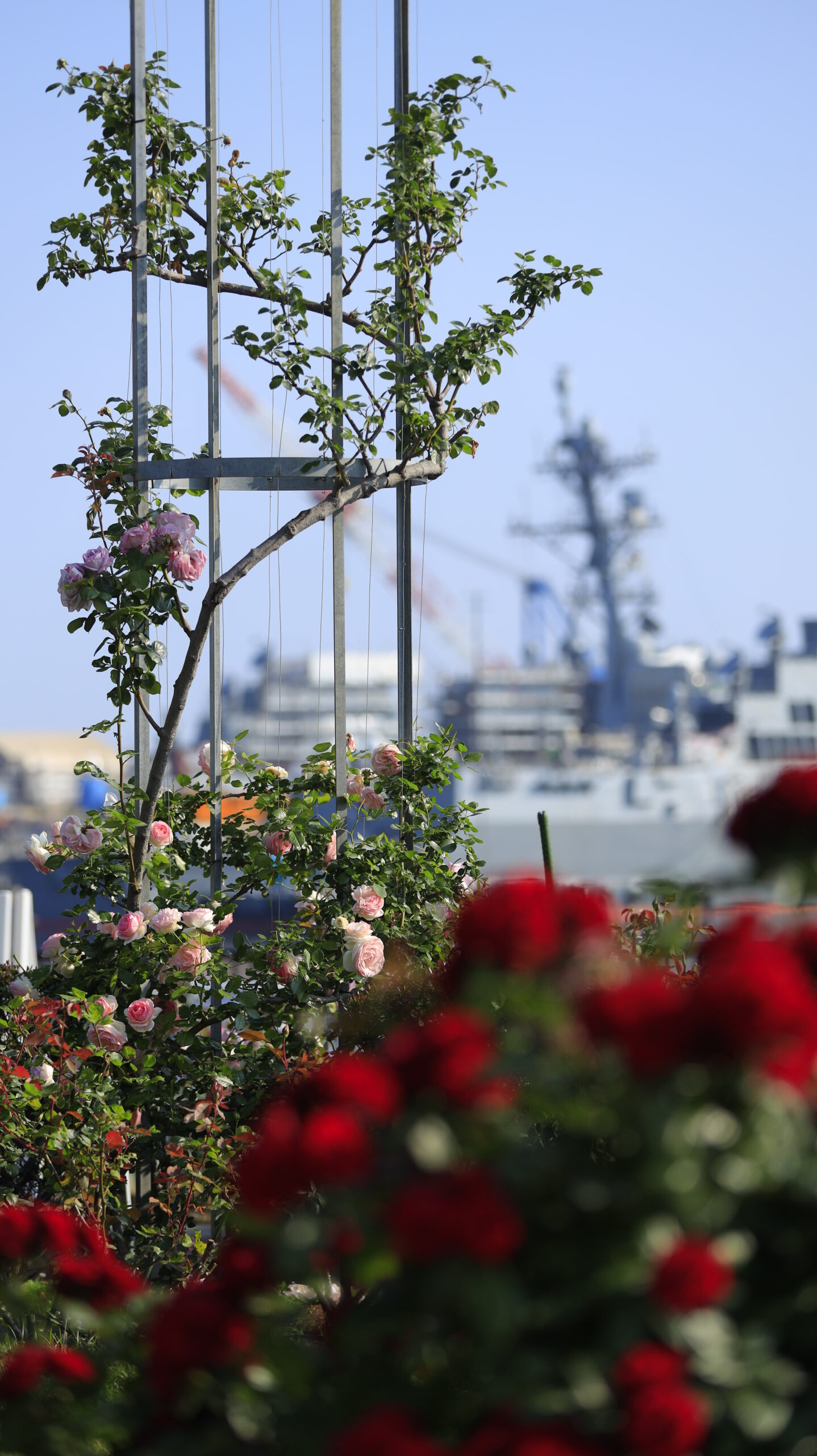 ヴェルニー公園で綺麗なピンクの薔薇が彩るオベリスクを印象的に写したバラ園の写真