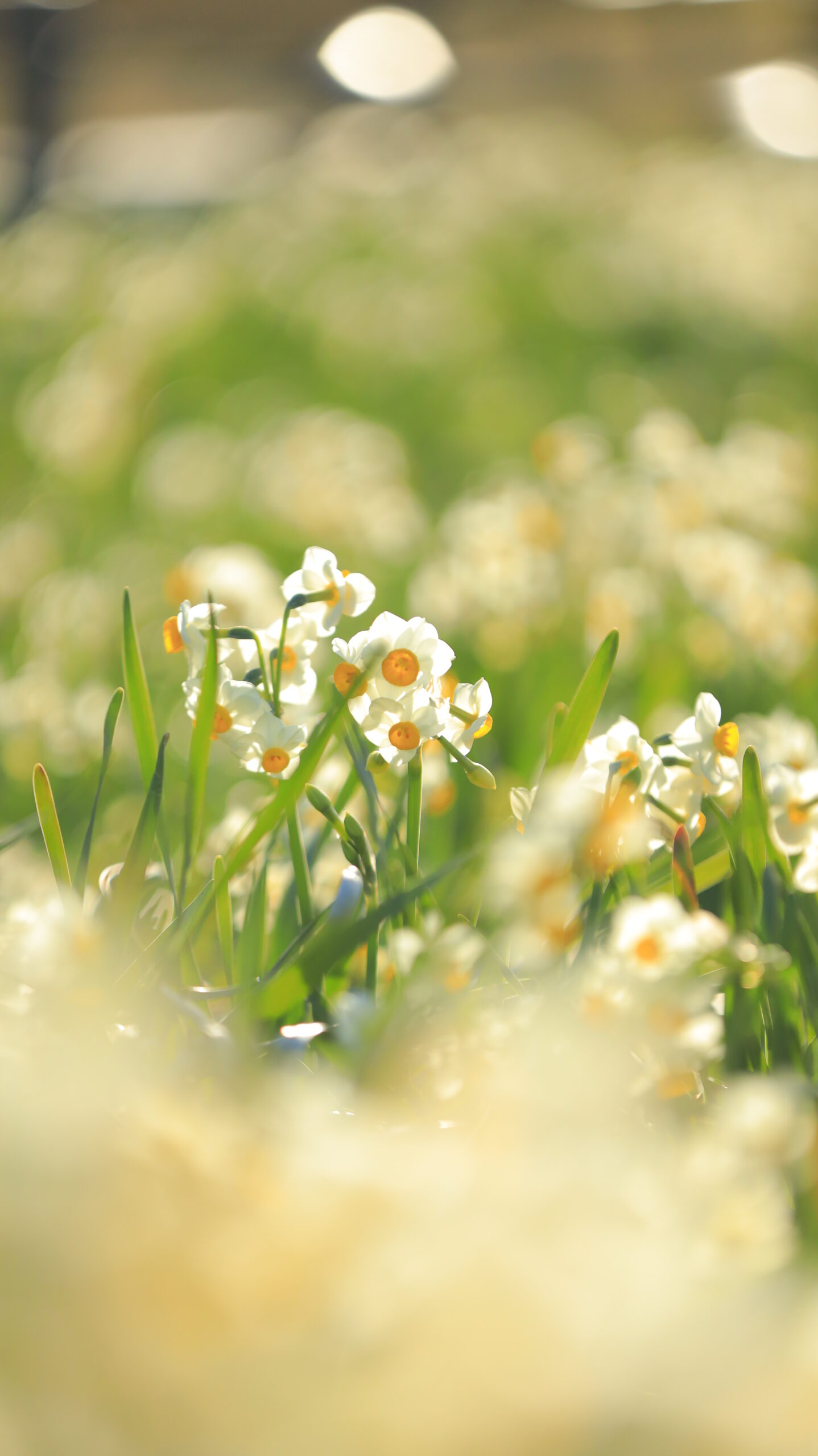 葛西臨海公園で、観覧車の下に広がる水仙畑に朝日が差し込み光水仙のように輝く様子を捉えた写真です。