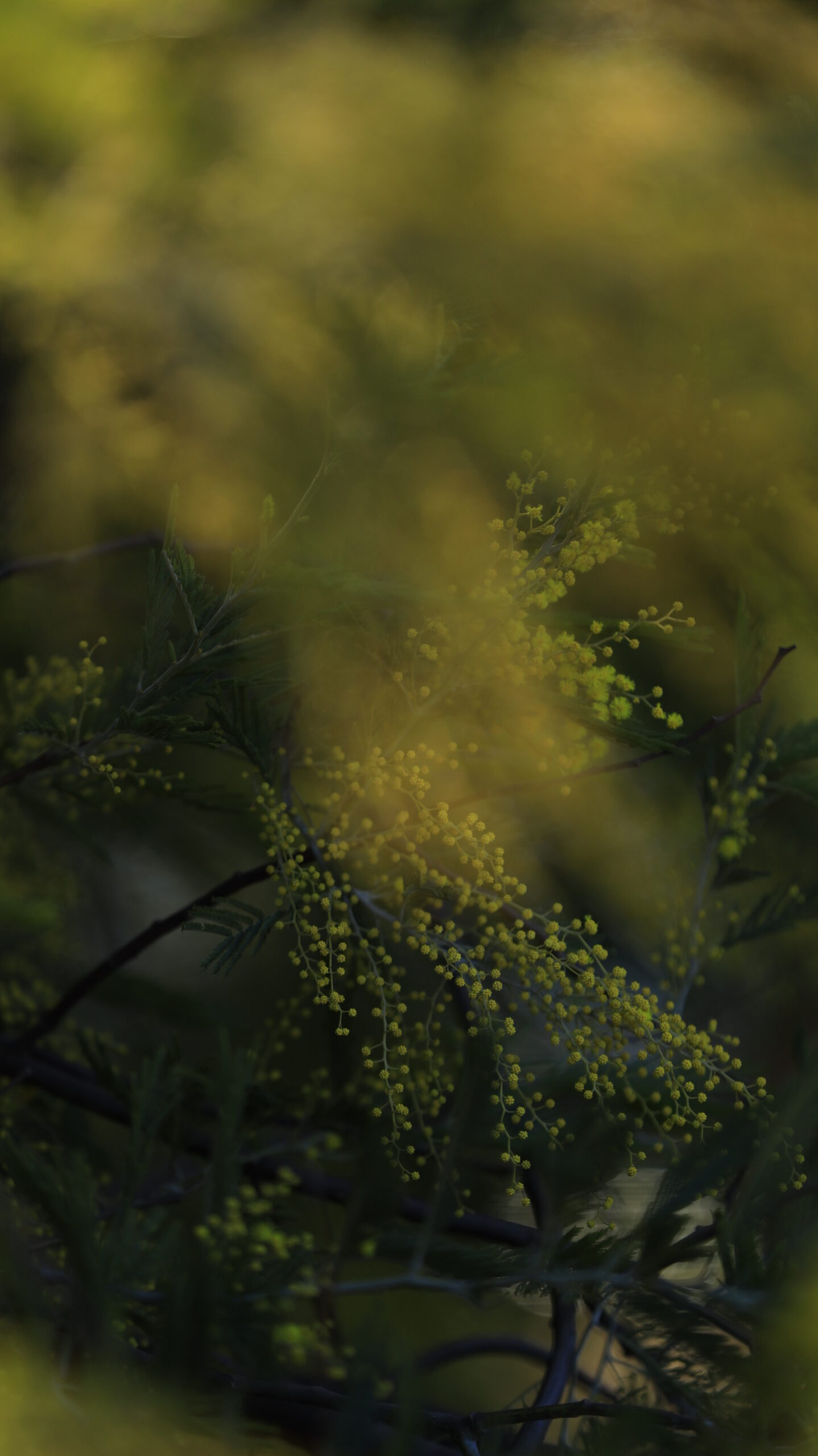 入船公園で、まだ蕾のミモザの花をダークなイメージで少し暗めに撮影。咲く前の静かな時間を意識。