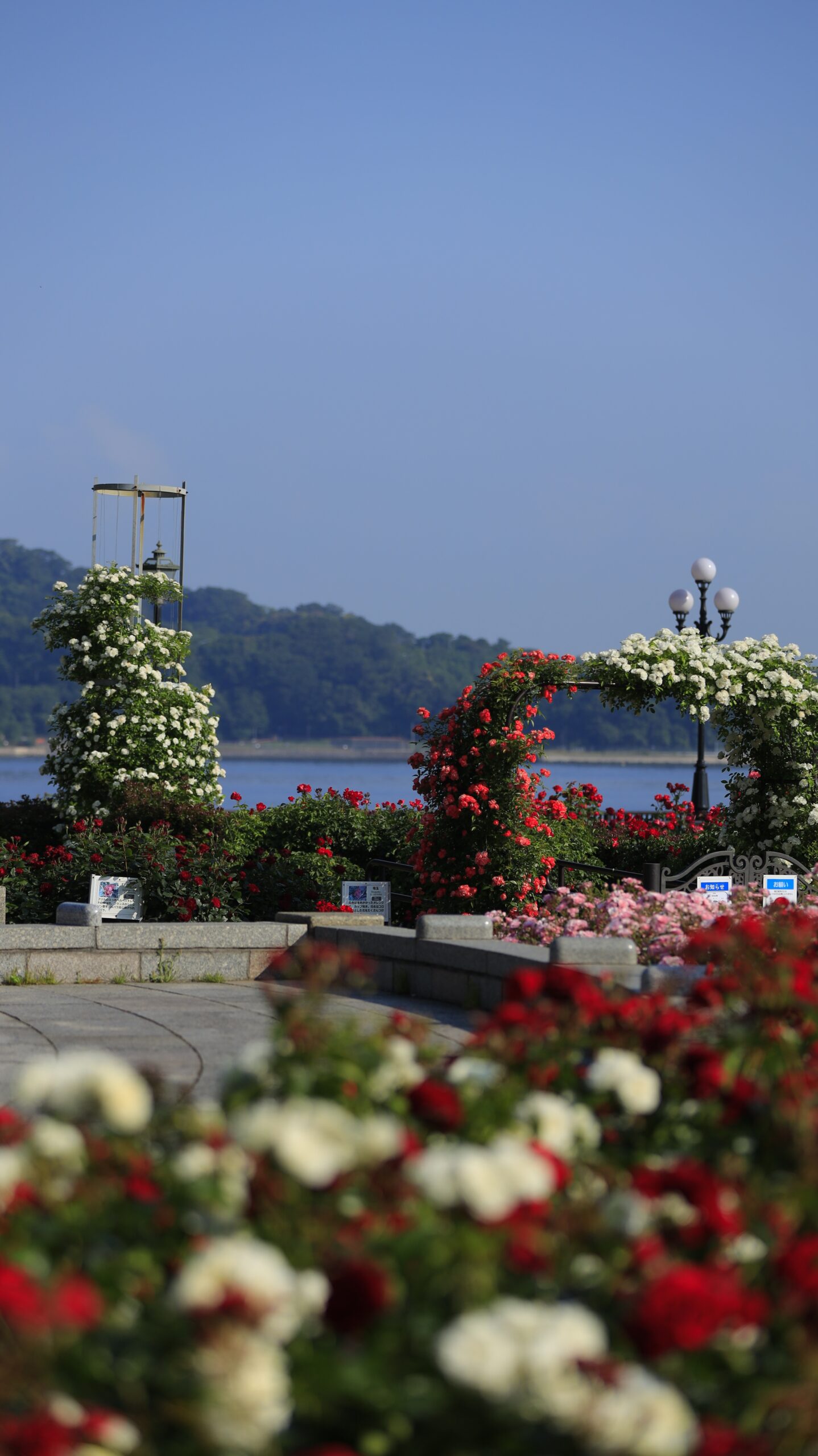 ヴェルニー公園で手前の紅白の薔薇をぼかし、バラ園と海を背景に写した風景写真