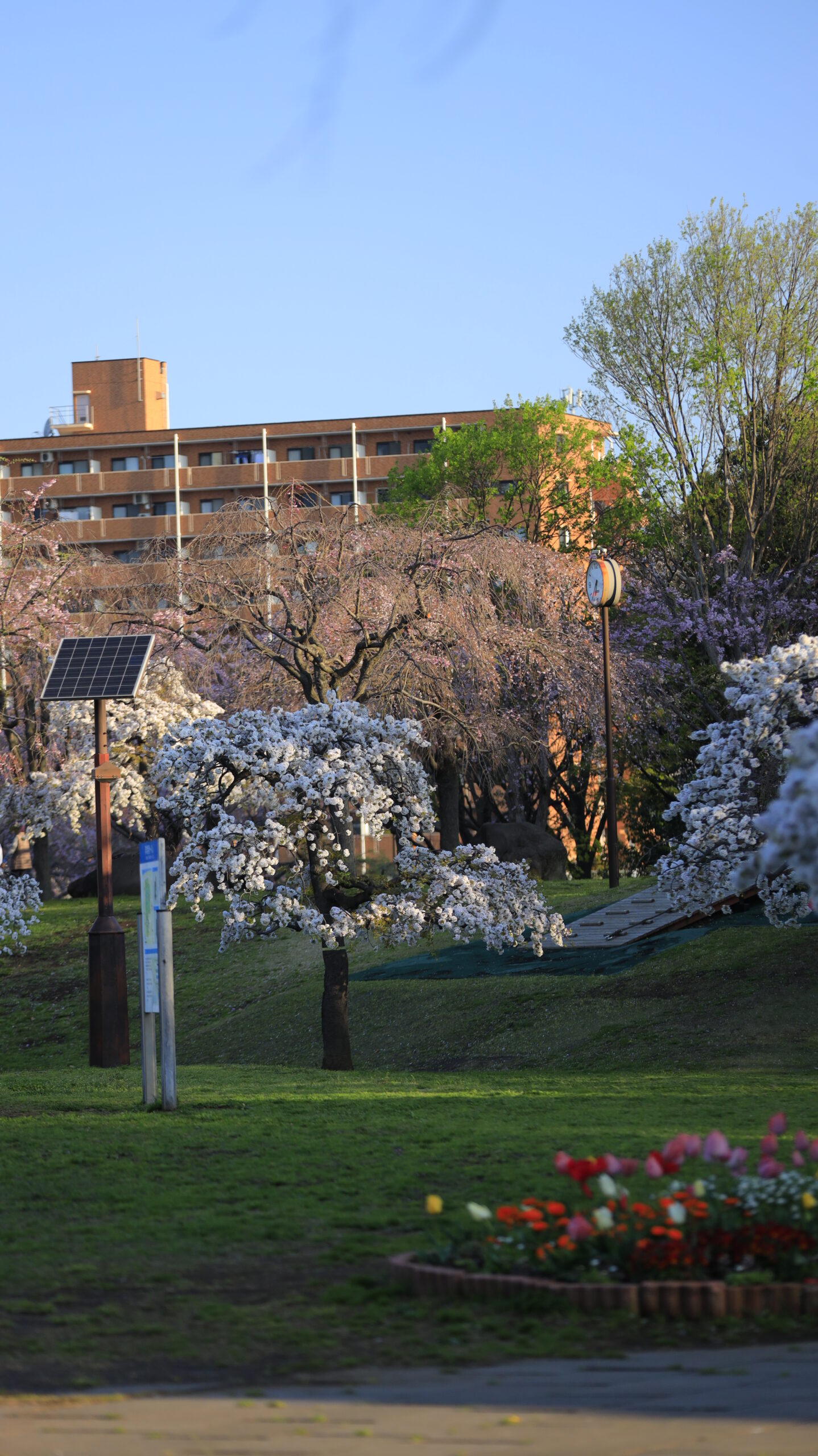 尾久の原公園で白い桜に光が当たり始める瞬間を遠景で捉えた、静かな朝の桜風景