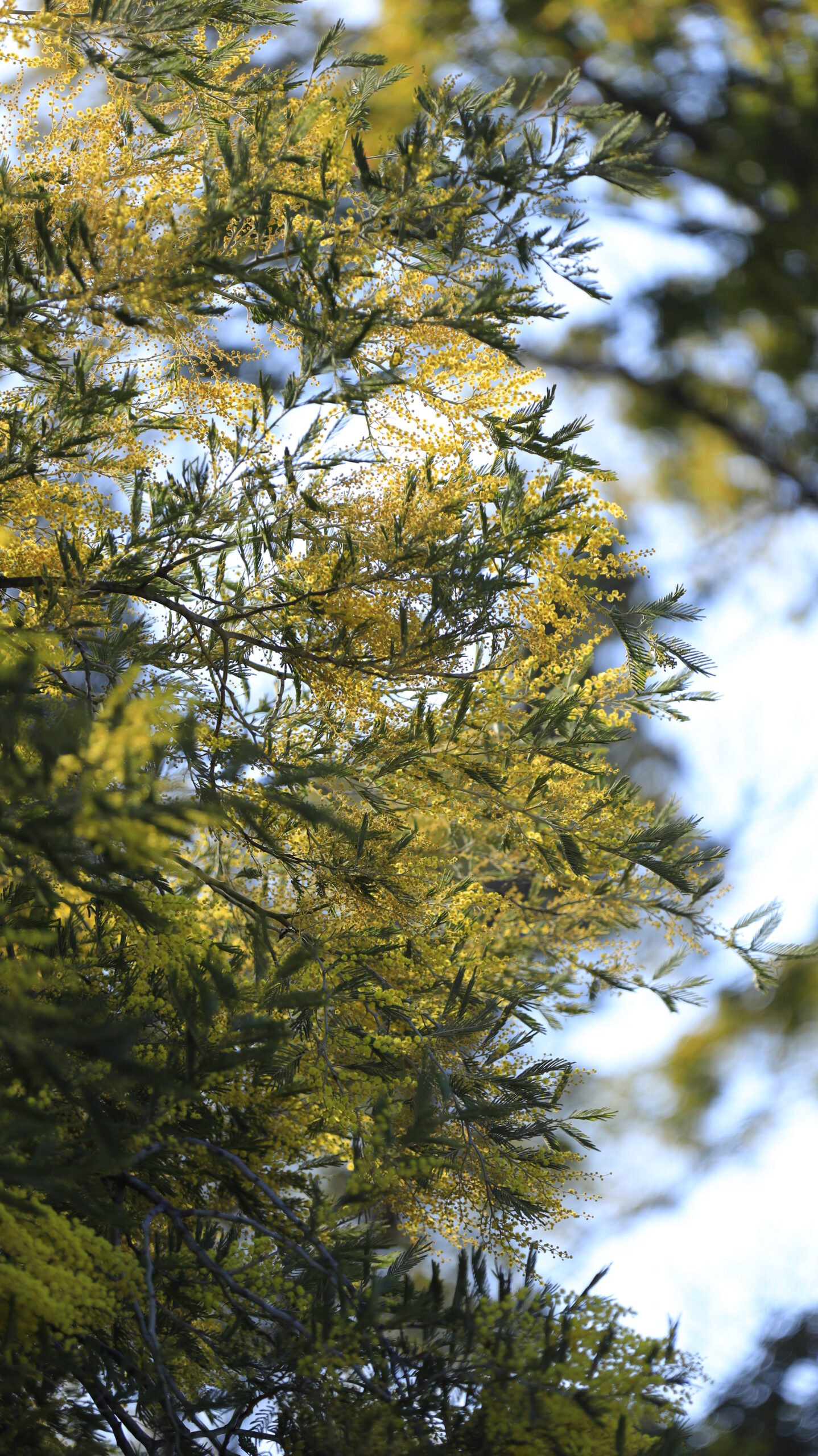 入船公園で、高い位置に咲くミモザの花を見上げる構図で撮影。見上げる視線で春の広がりを表現。