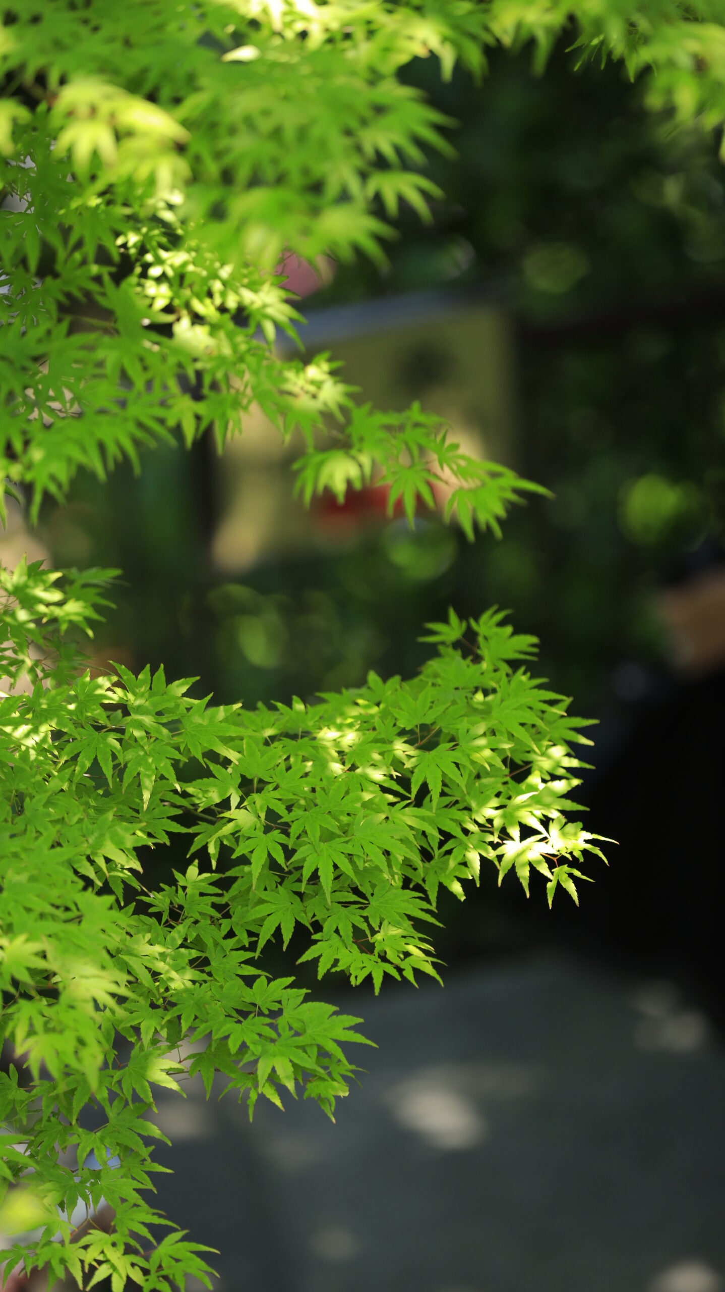 長谷寺の光を浴びる青もみじ
