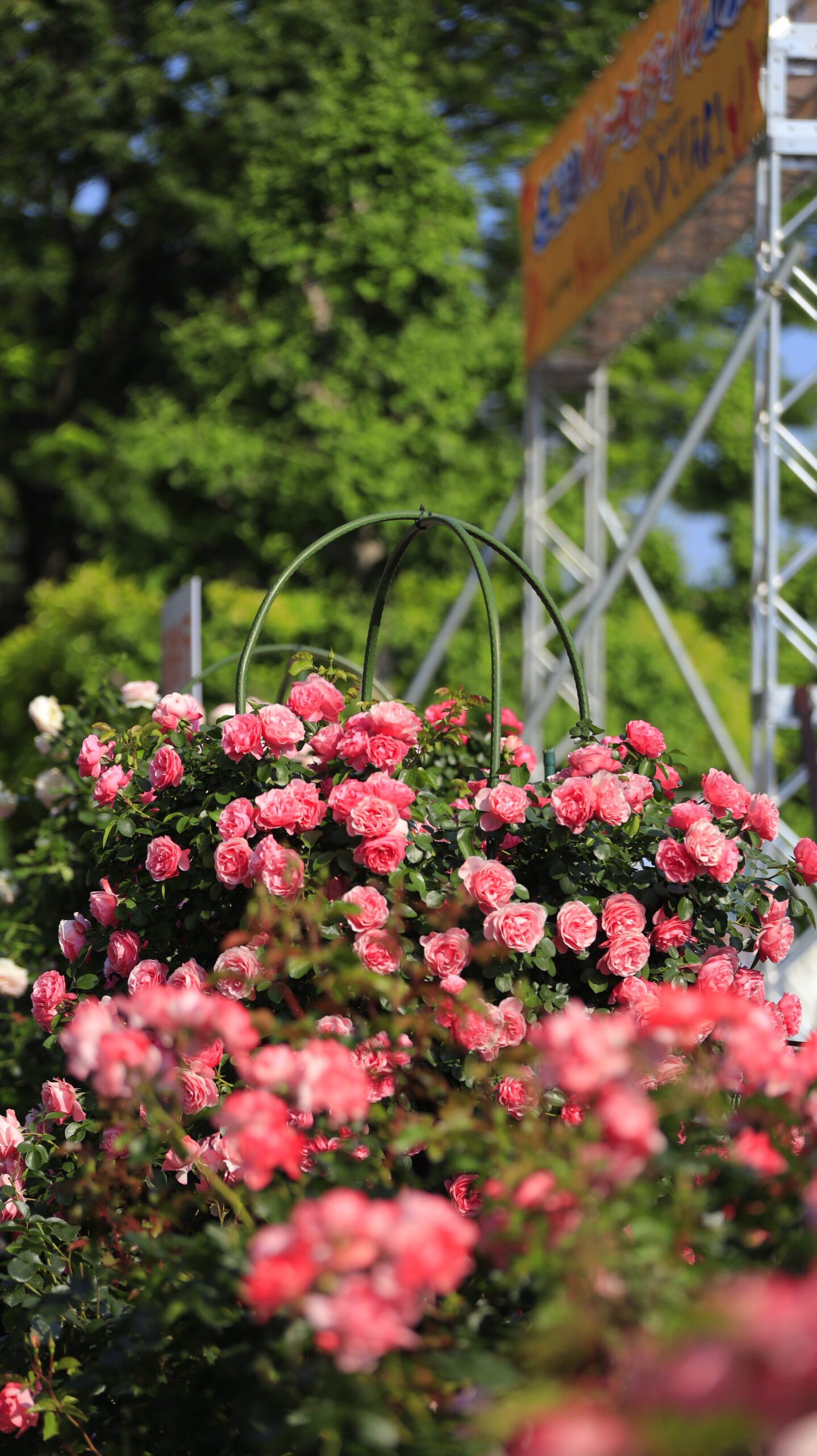 ヴェルニー公園のカレーフェス入口に飾られた薔薇のオベリスクを写した華やかな写真