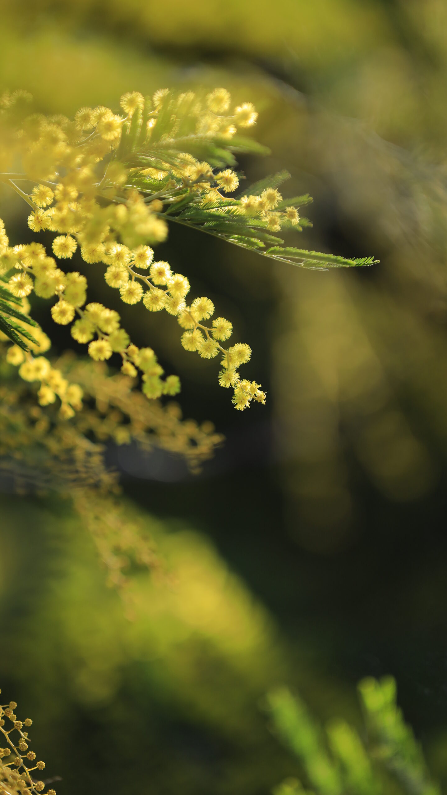 入船公園で、形の良いミモザの花をふわっとした雰囲気でアップ撮影。柔らかさと質感を大切に表現。