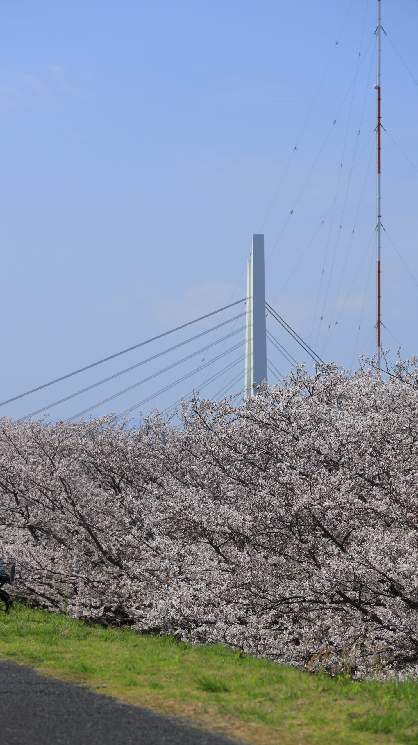 荒川土手(戸田)で満開のソメイヨシノと橋を組み合わせた、人工物と自然が調和する春景色