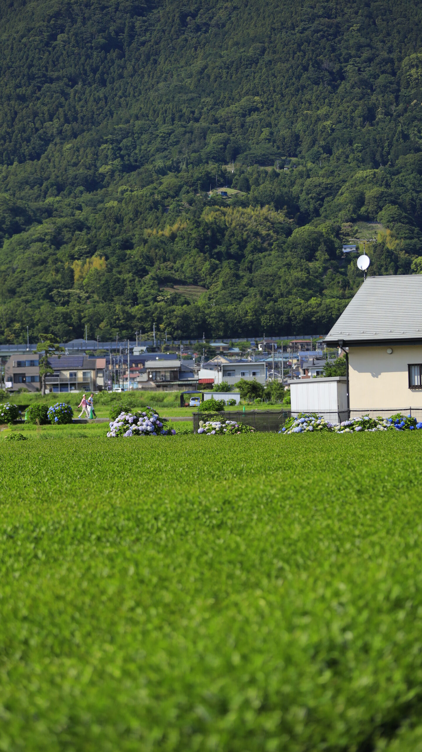 開成あじさいの里の茶畑と奥に咲く紫陽花