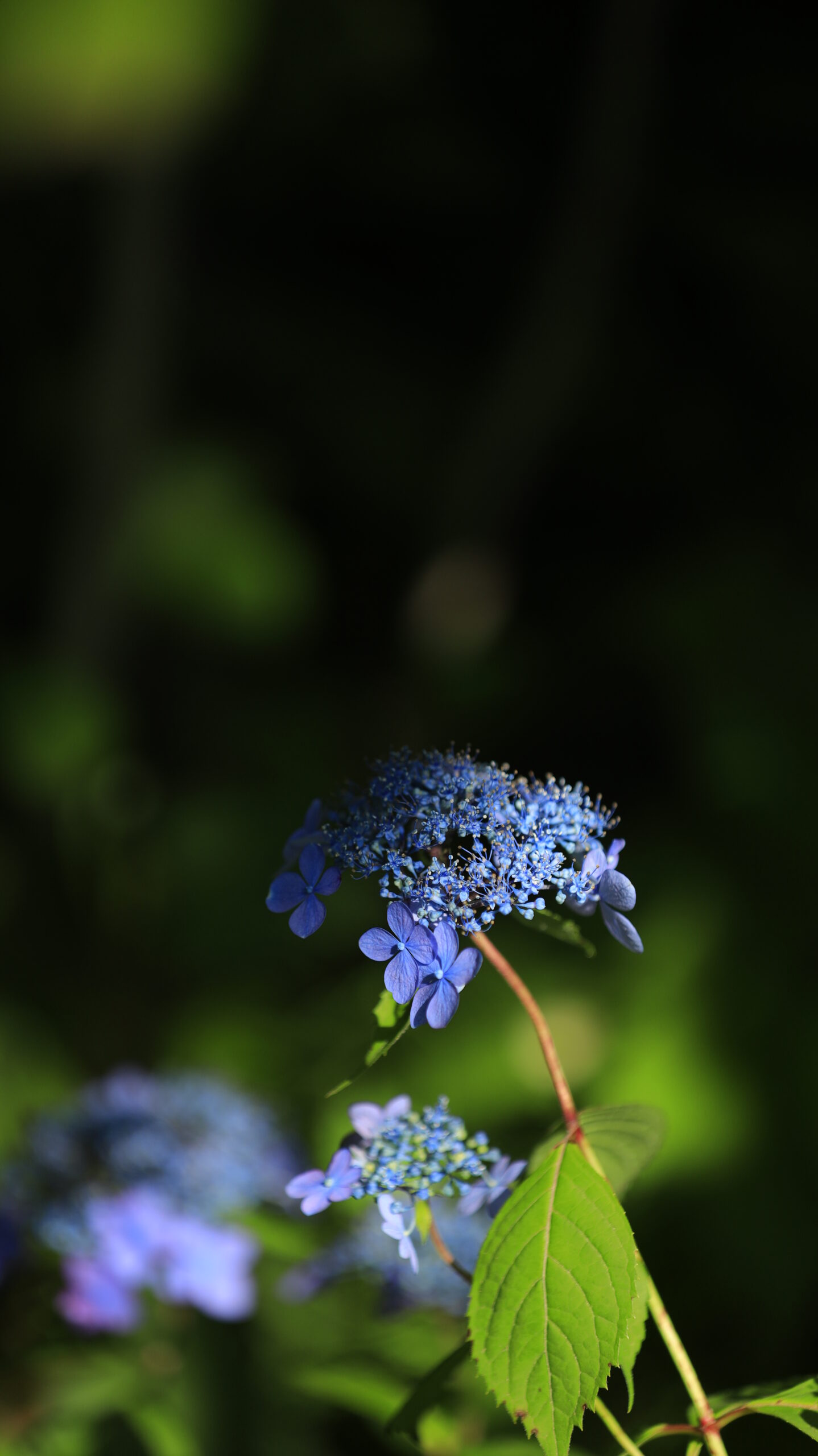 光則寺で光と影の境目に咲く紫陽花を幻想的に写した鎌倉の初夏の花写真