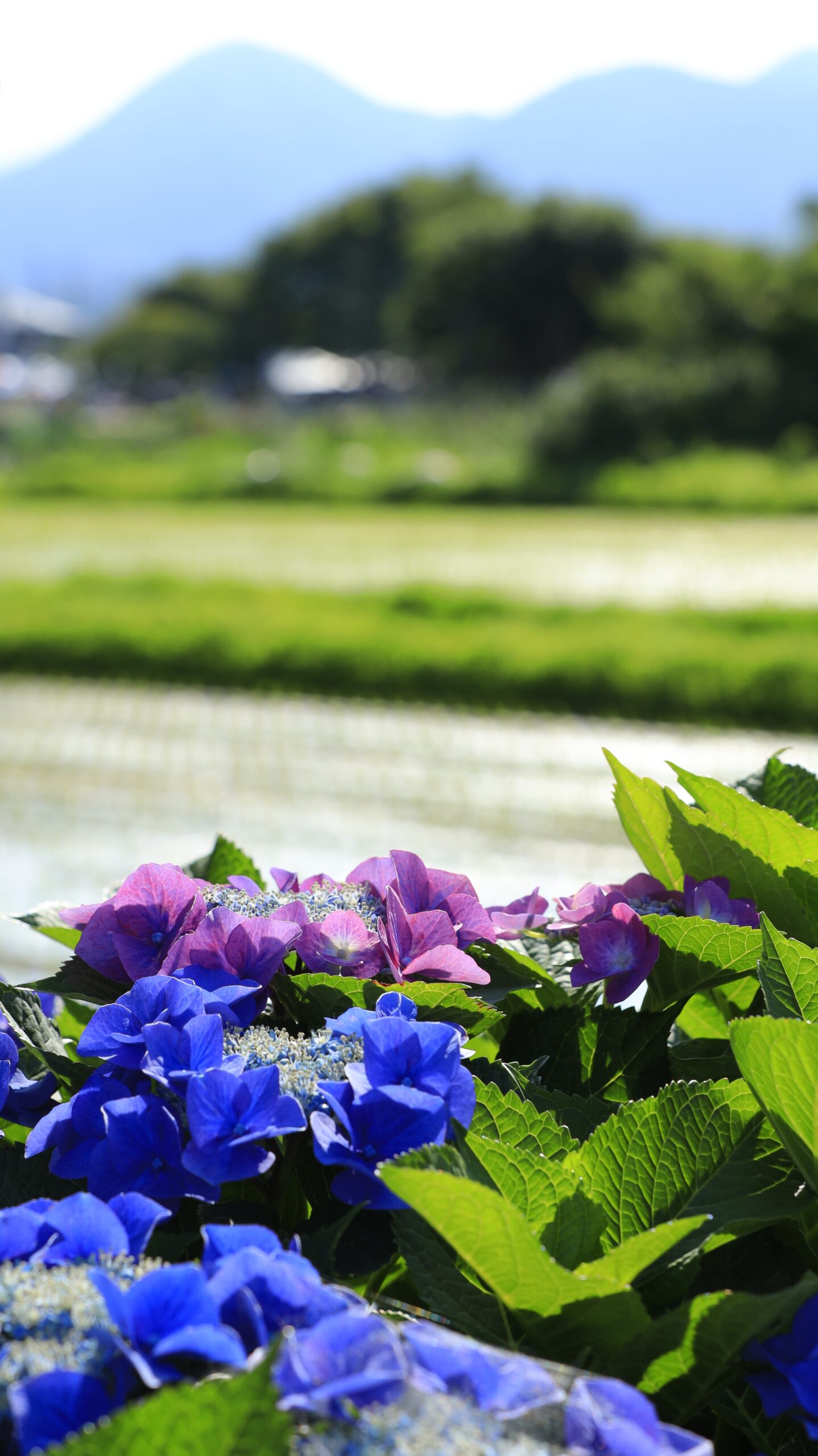 開成あじさいの里の青と紫が咲く紫陽花