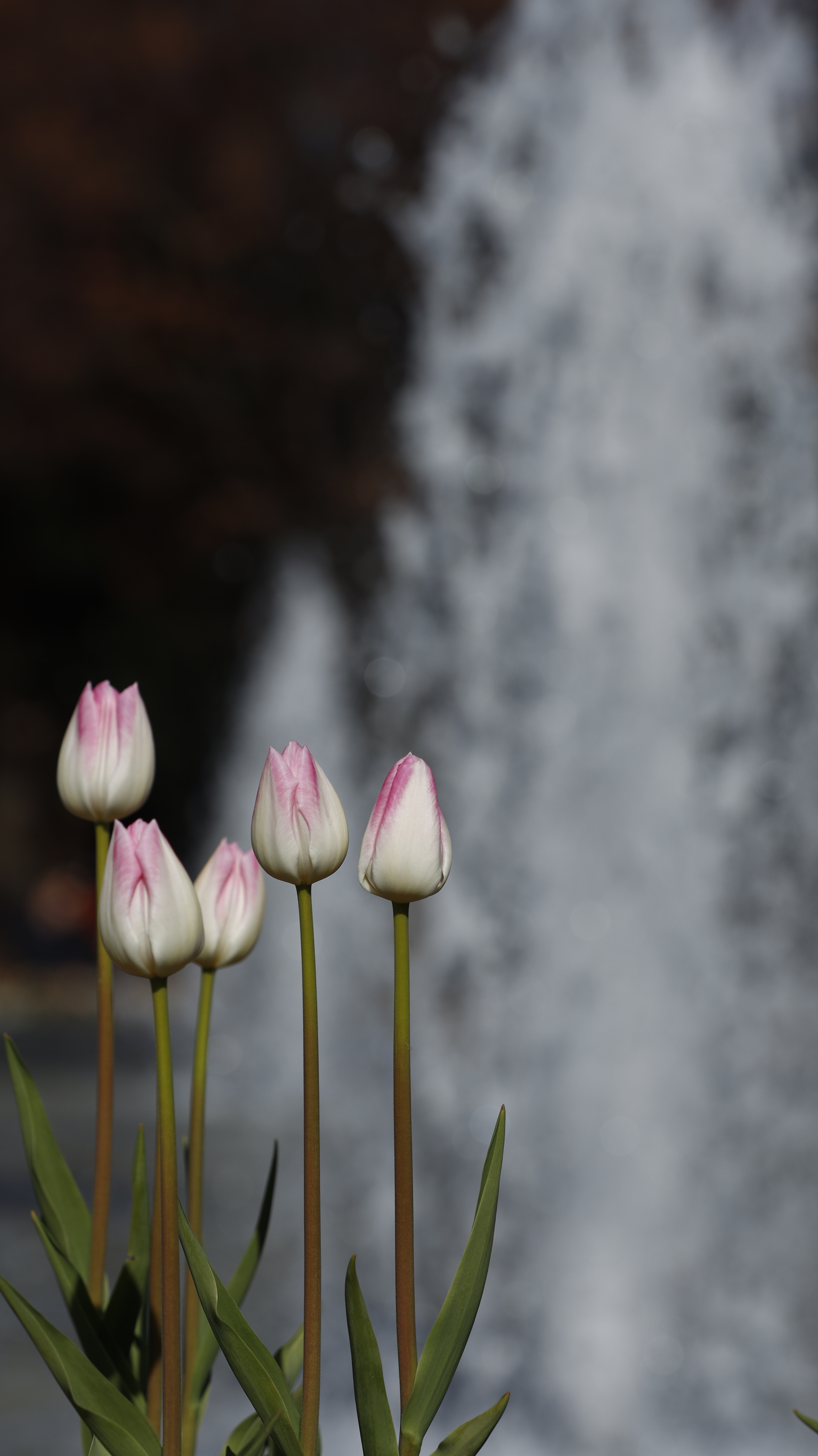 上野恩賜公園にて、「アイスチューリップと噴水の活力ある風景」と感じた写真です。