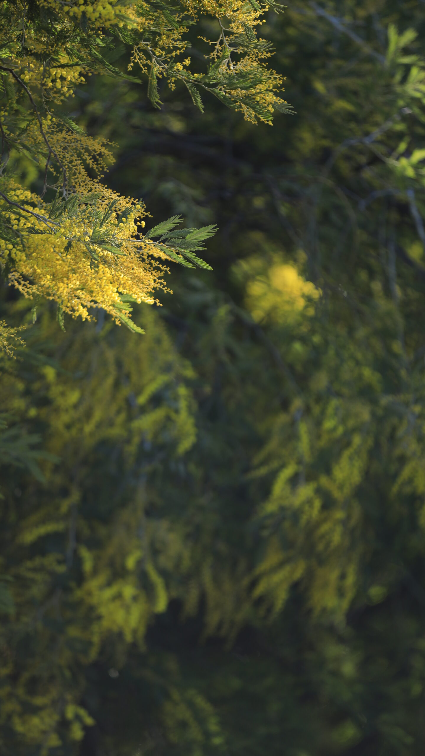 入船公園で、少し引いた構図で光が当たるミモザの部分を撮影。自然光の美しさを強調。