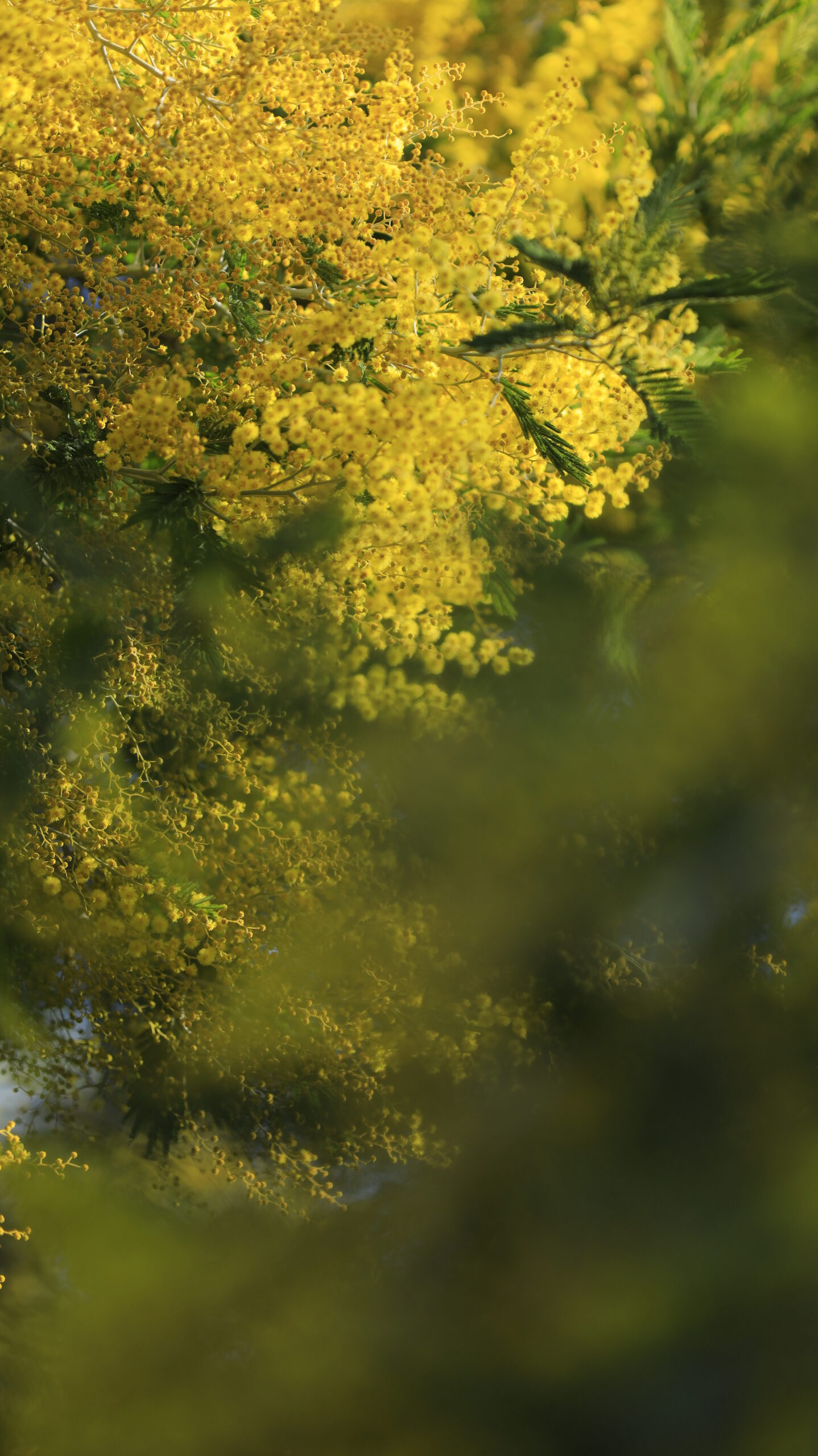 入船公園で、斜めから差し込む光を意識し、陰と陽のバランスを考えてミモザの花を撮影。立体感を意識。
