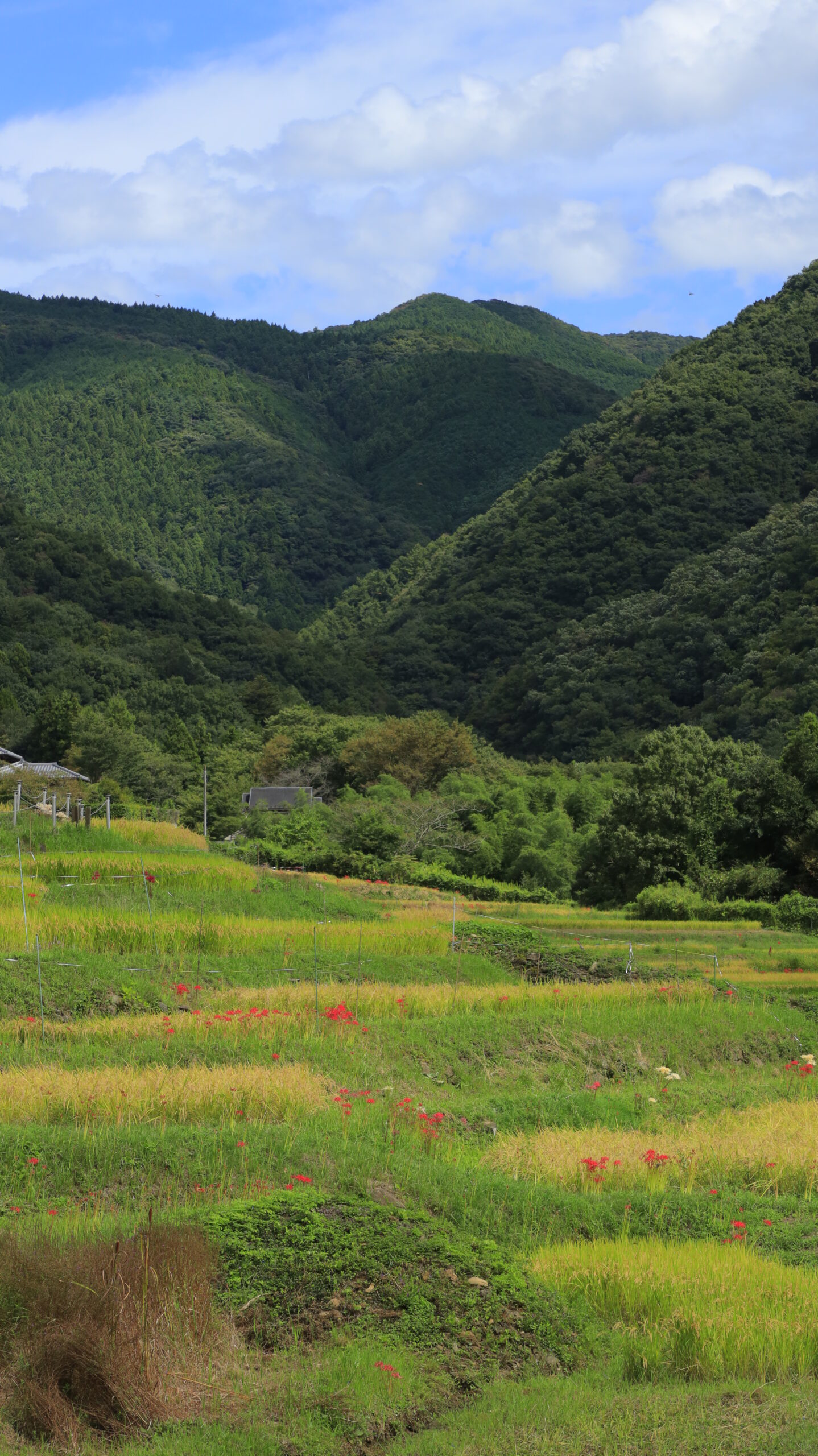 寺坂棚田で、美しい棚田の風景と周囲に点々と咲く彼岸花を収めた写真。田園に赤い花が映える印象的な光景。