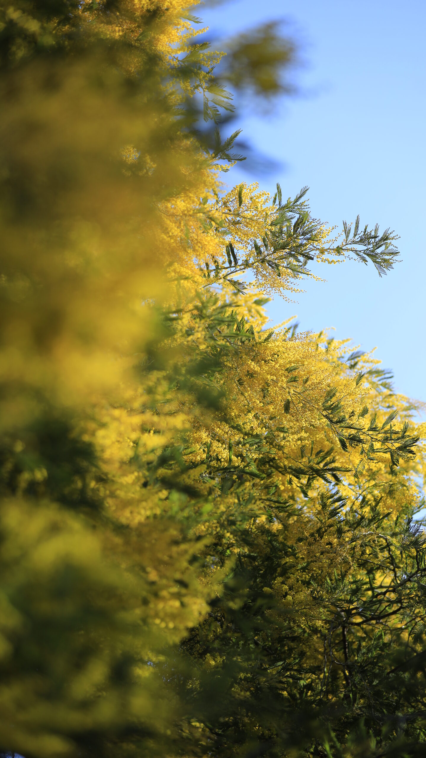 入船公園で、下から見上げる形で手前ボケを入れ、奥のミモザを際立たせて撮影。奥行き感を重視。