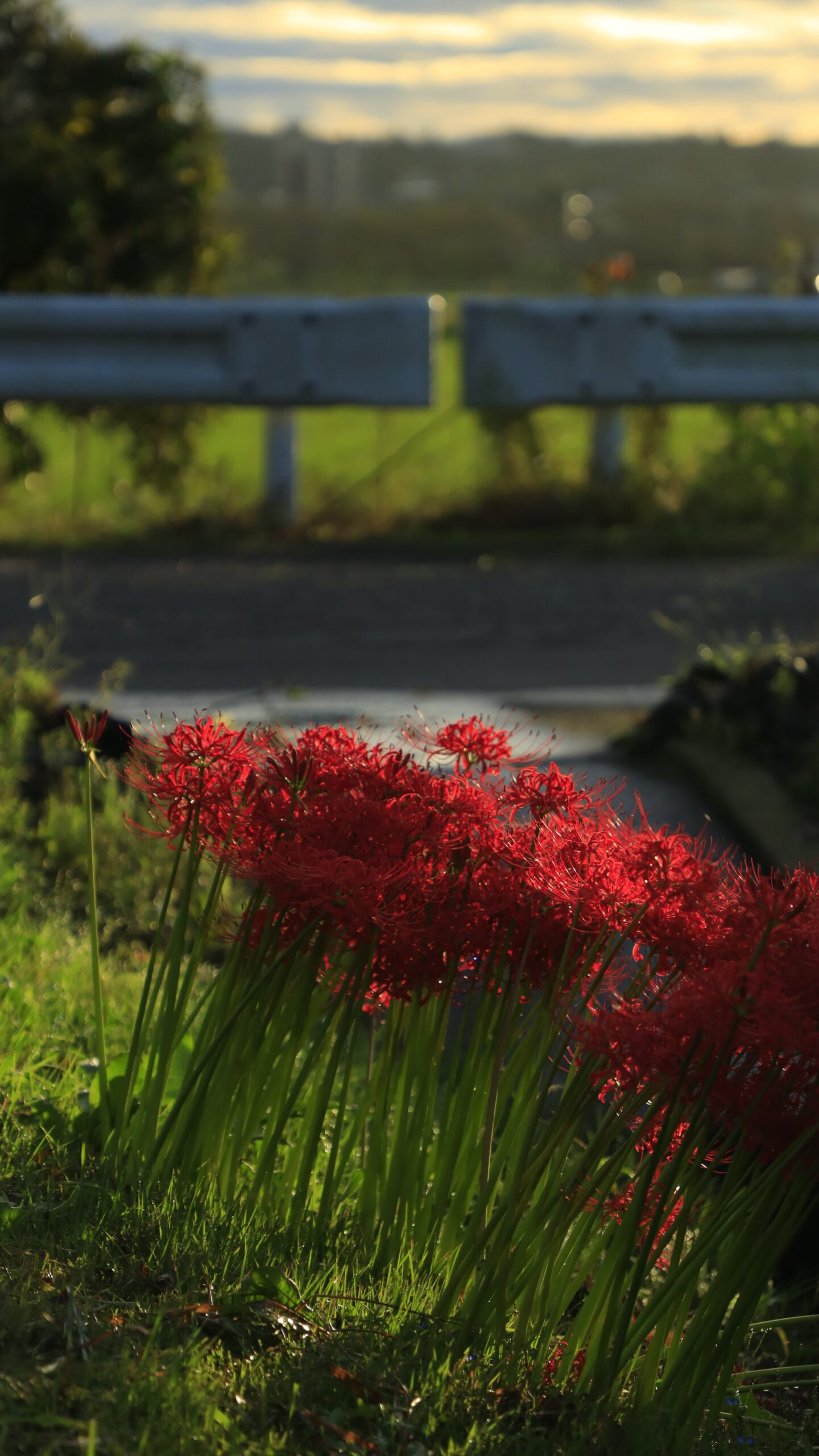 Red spider lilies bathed in the morning sun in Tochigi Prefecture