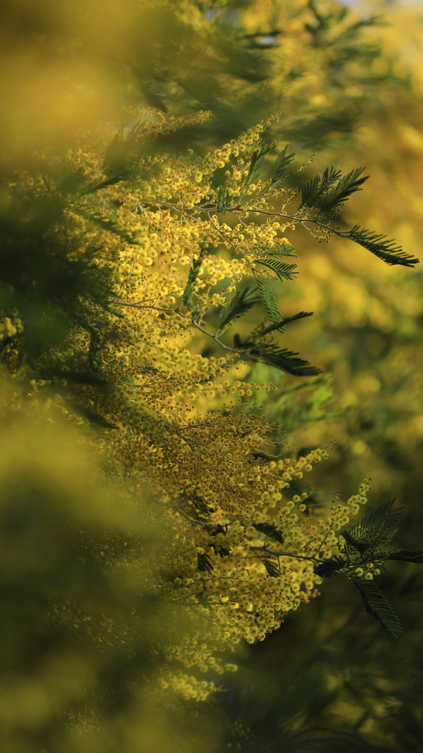 入船公園で、ふわっとした雰囲気の中、光るミモザを手前ボケを使って撮影。柔らかな春の空気感を表現。