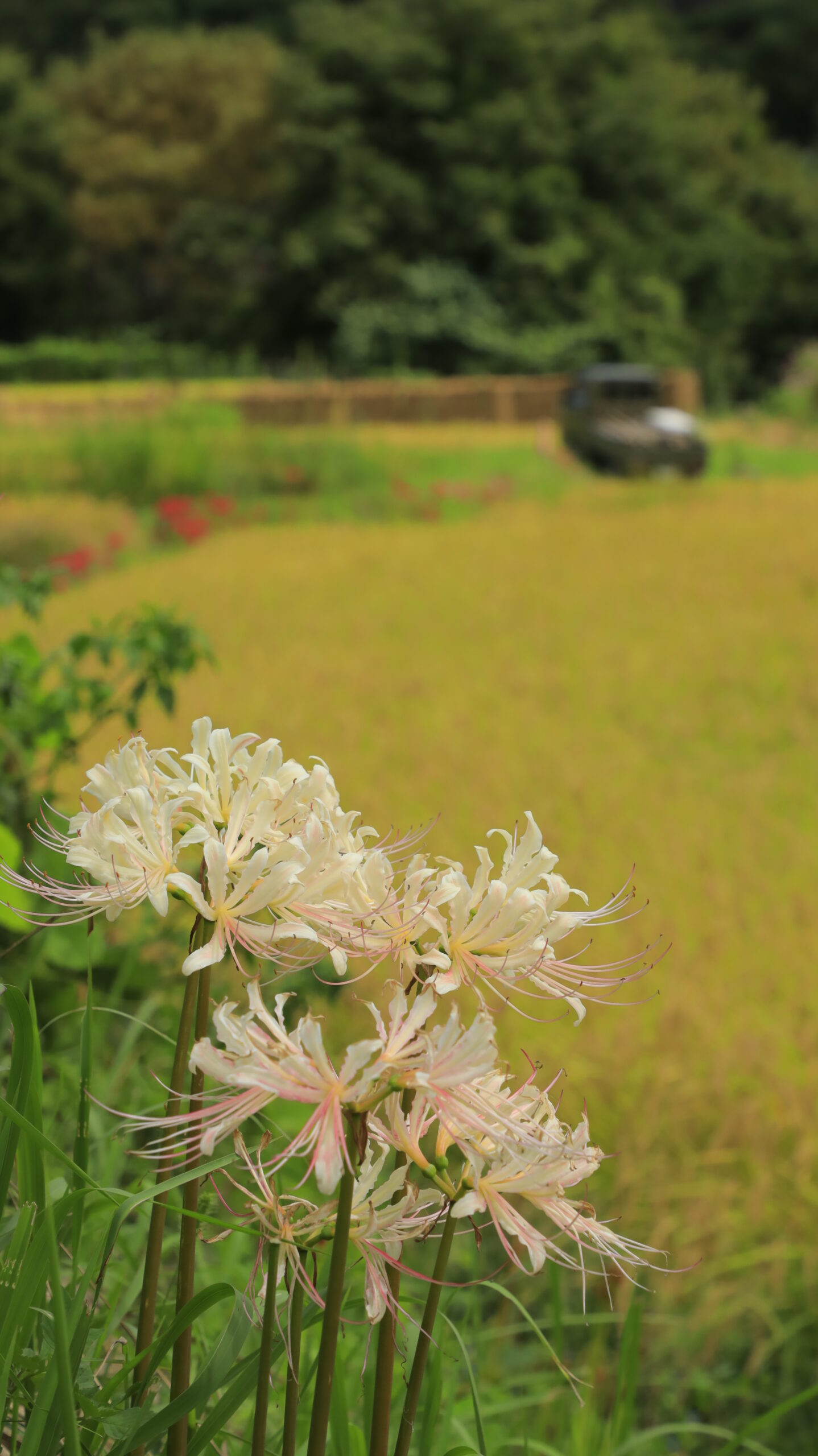 寺坂棚田で、白色の曼殊沙華にピントを合わせ、奥に広がる田んぼを背景に撮影した写真。繊細な花と田園風景が調和。