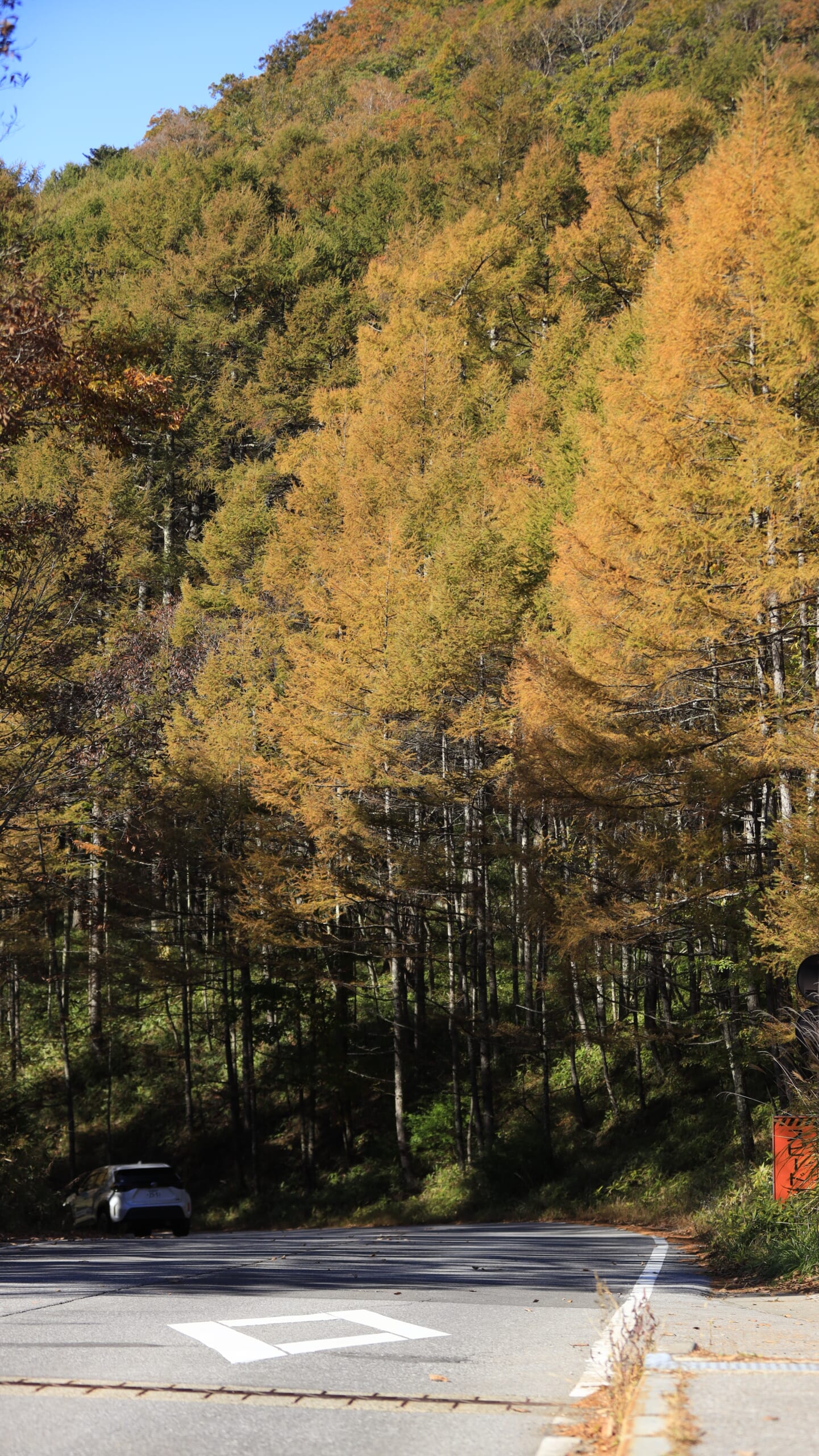 奥日光の龍頭の滝付近で、山の紅葉に囲まれた車道と、赤や黄色に色づいた木々が続く秋のドライブ風景