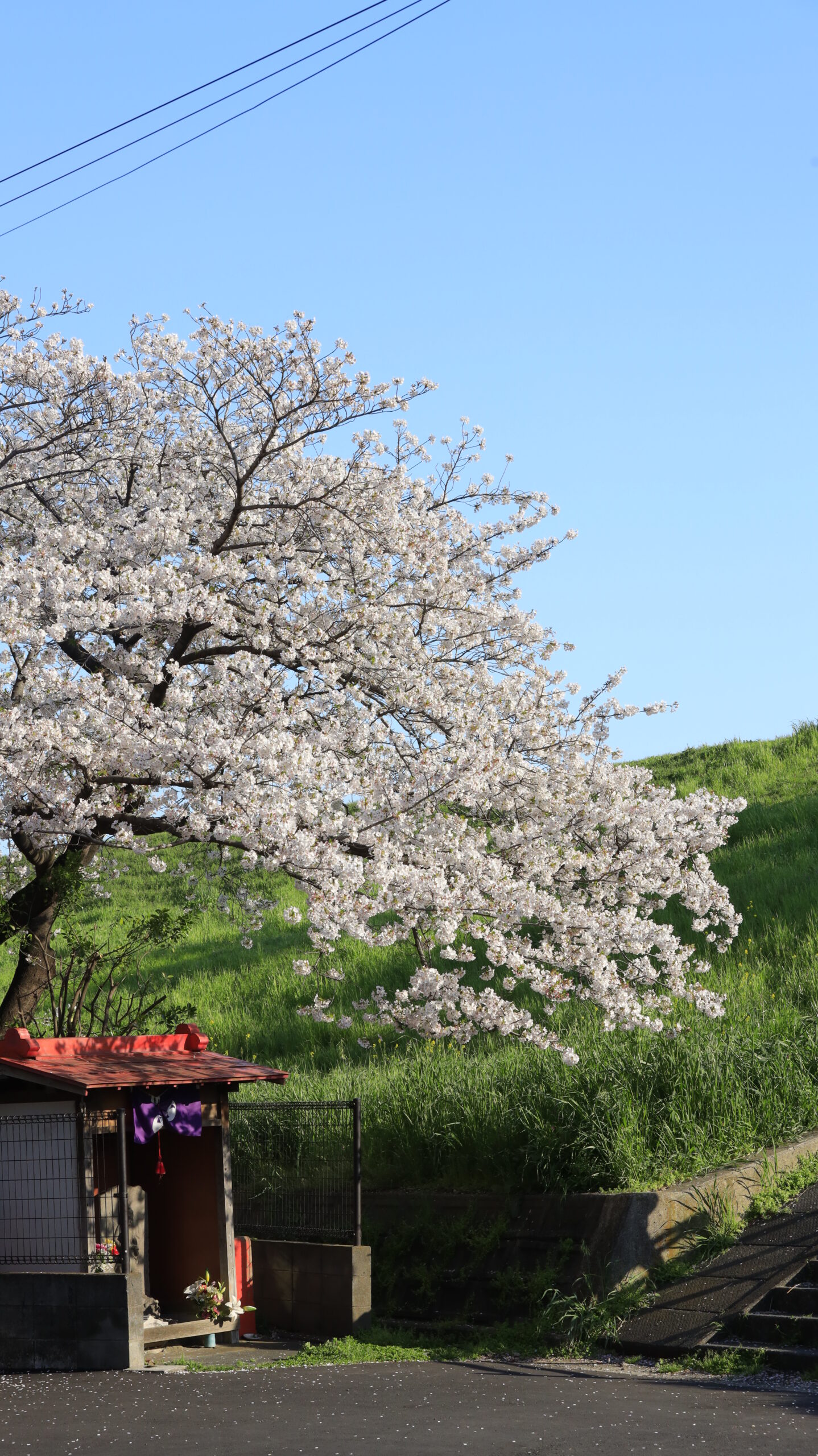 荒川土手(川口)でお地蔵さんと満開のソメイヨシノを収めた、穏やかな雰囲気の桜景色