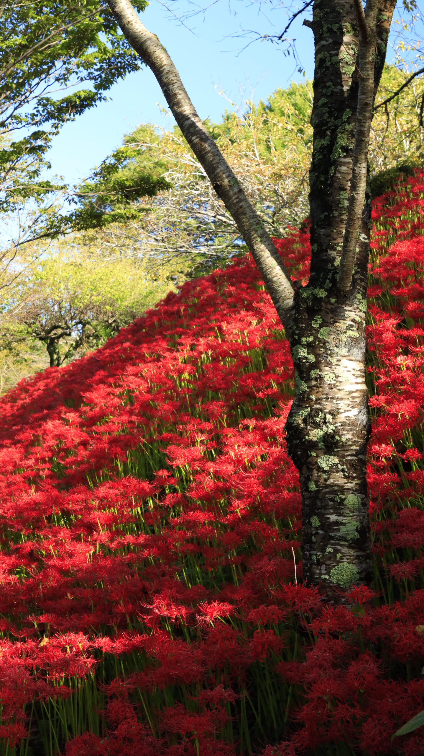 城山公園で木越しに広がる彼岸花の群生