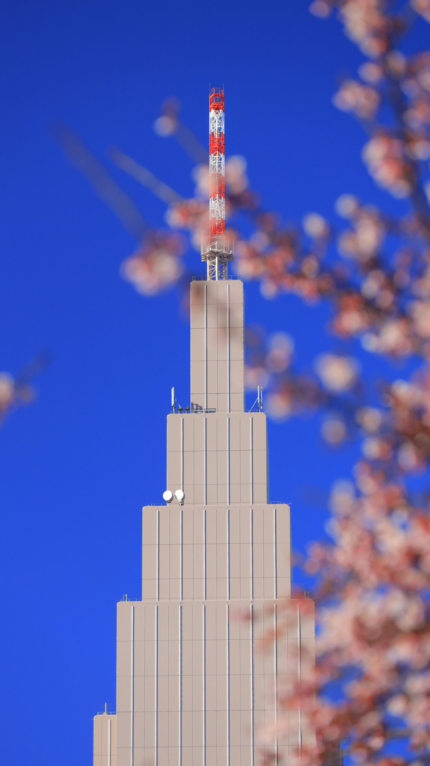 新宿御苑で、新宿の中でもひときわ目立つ建物と桜の組み合わせを意識して撮影した写真です。