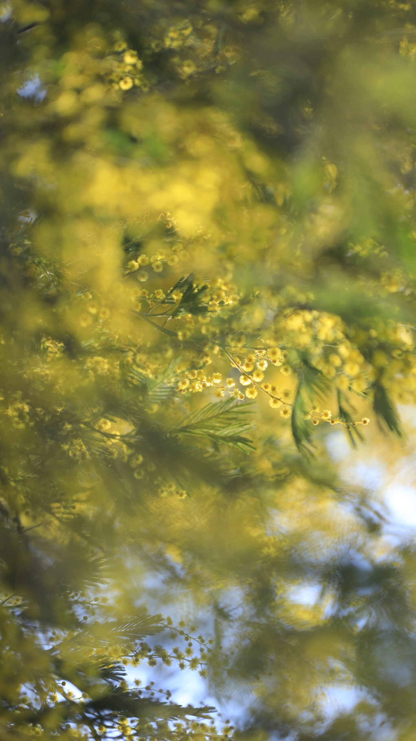 入船公園で、光に照らされるミモザの花を少し抽象的な表現で撮影。印象派のような雰囲気を意識。