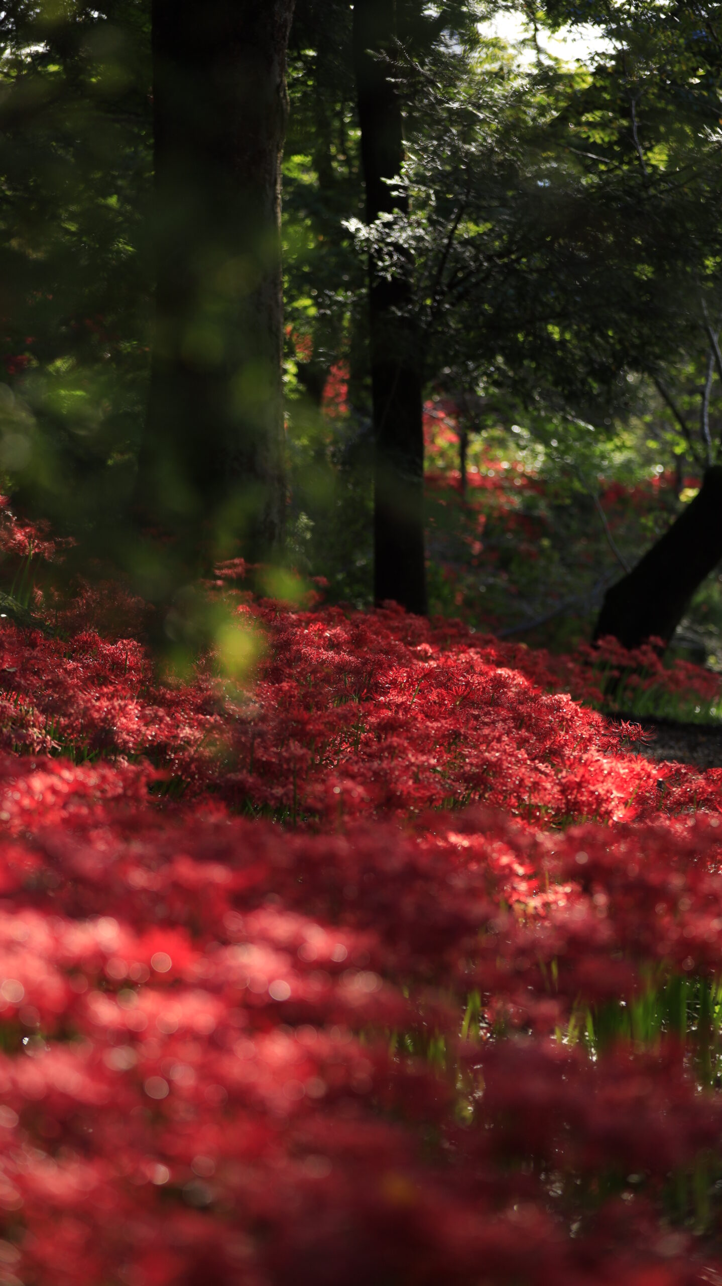 城山公園で朝日に輝く彼岸花の群生