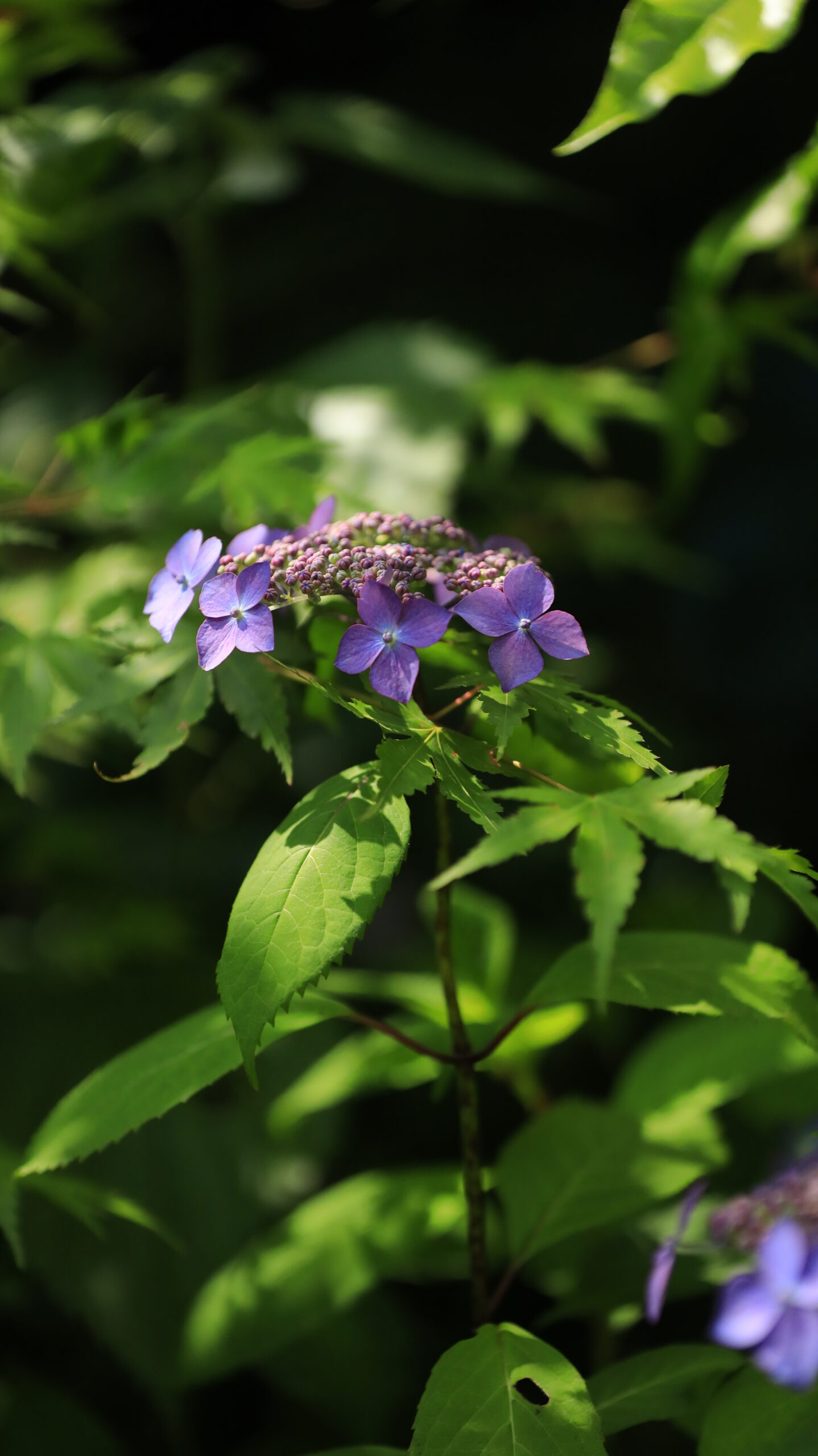 光則寺で紫色の紫陽花に光が当たる瞬間を捉えた鎌倉の初夏の花写真