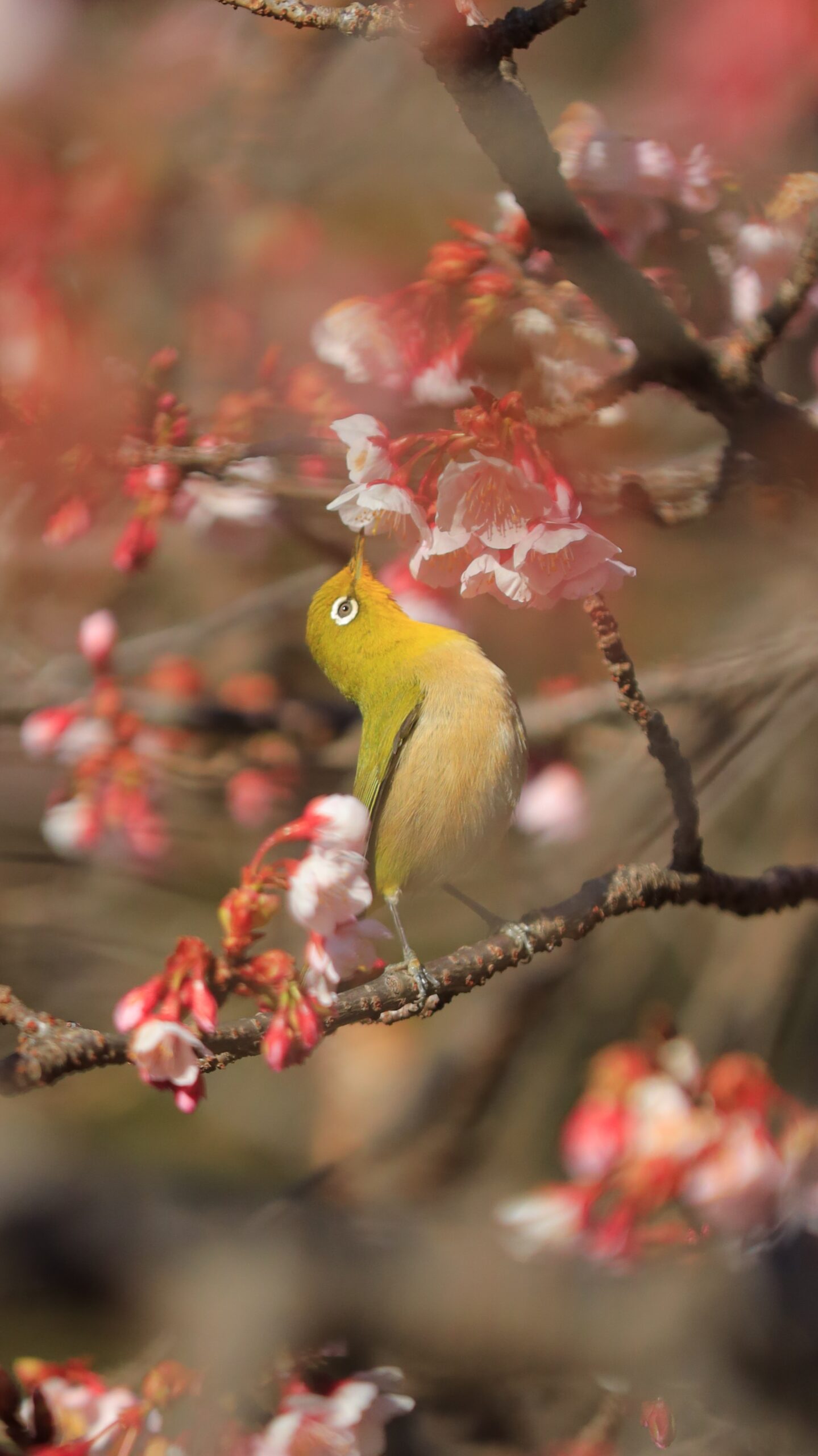 新宿御苑で、背を反らしながら蜜を吸うメジロの姿を動きのある瞬間として捉えた写真です。