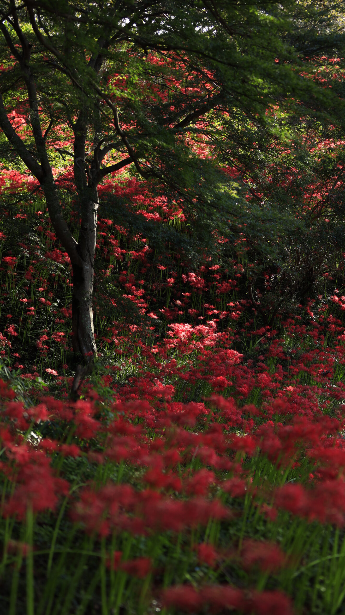 城山公園で朝日が差す曼殊沙華の群生