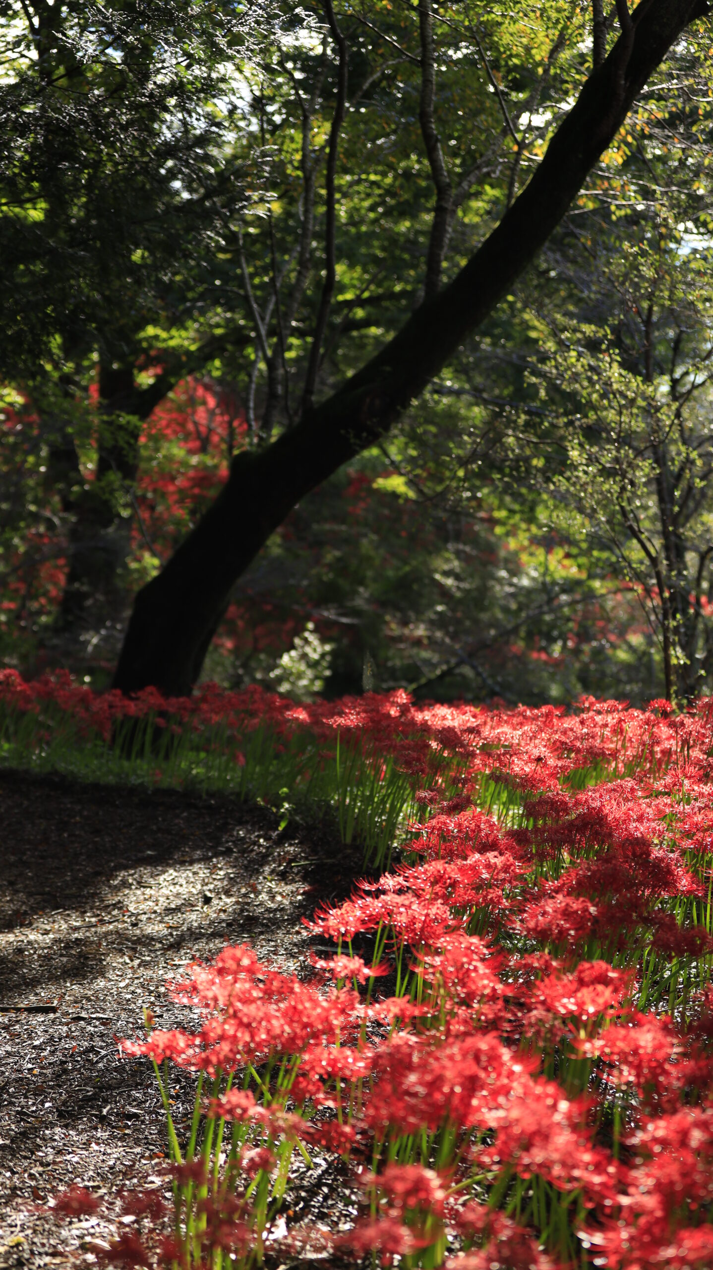 城山公園の彼岸花とカーブする散策道