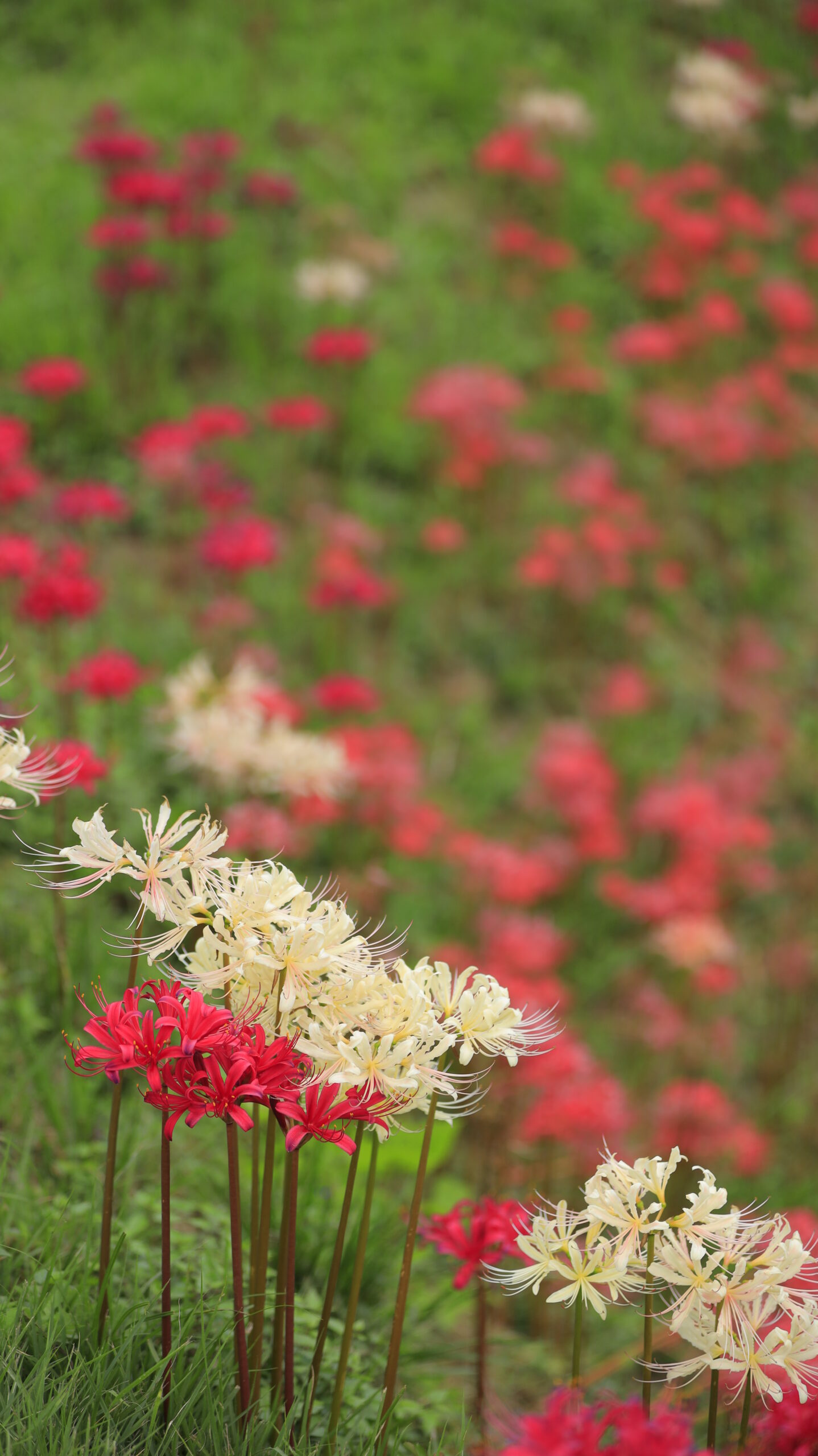 寺坂棚田で、紅白の曼殊沙華を主題に撮影した写真。異なる色の曼殊沙華が同じ場所で咲く自然の美しさを表現。
