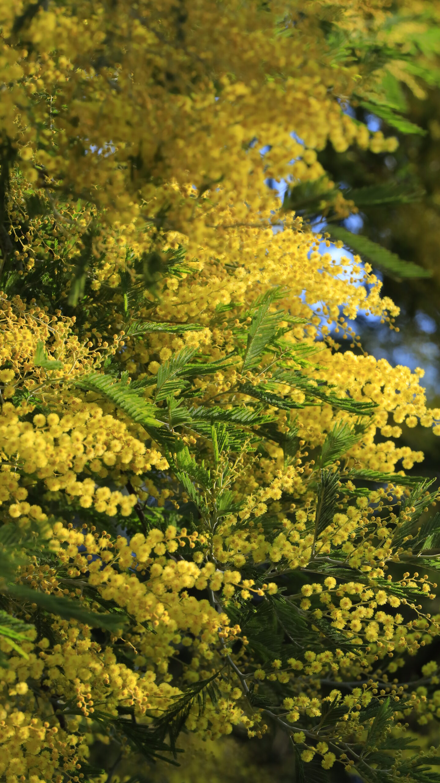 入船公園で、アップで迫力ある量のミモザの花を撮影。密集する花の力強さを表現。